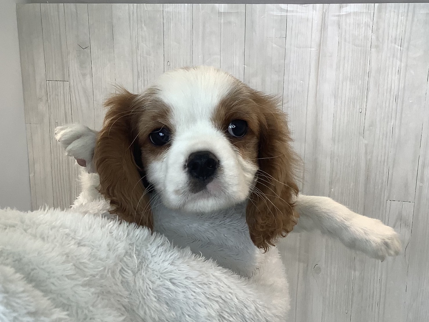 広島県のキャバリアキングチャールズスパニエル (マルエスペット広島段原ショッピングセンター店/2026年1月3日生まれ/男の子/ブレンハイム)の子犬の2枚目の画像