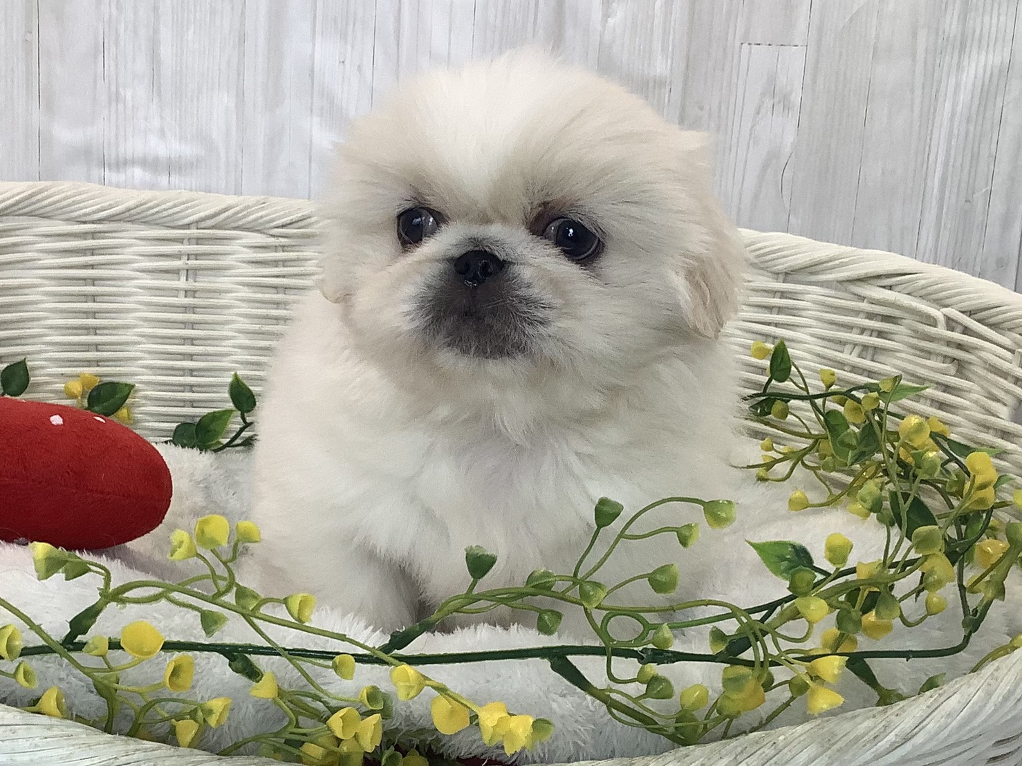 静岡県のペキニーズ (マルエスペットホームアシスト店/2026年1月4日生まれ/女の子/クリーム)の子犬の1枚目の画像