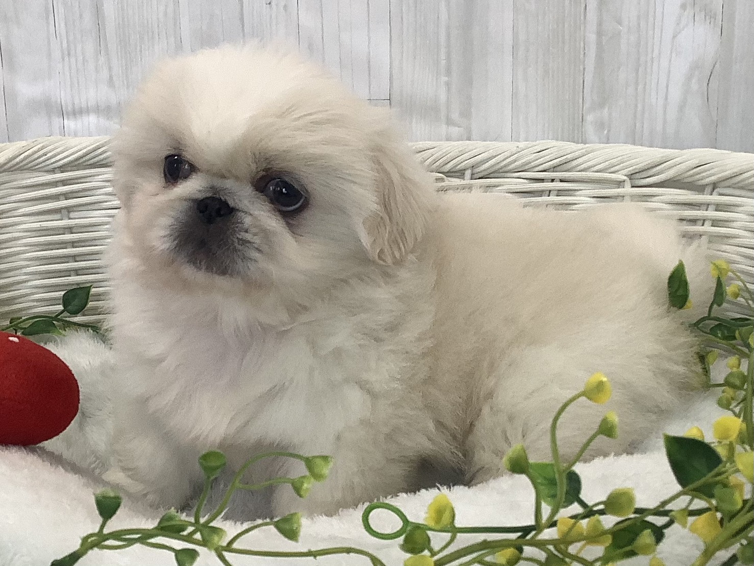 静岡県のペキニーズ (マルエスペットホームアシスト店/2026年1月4日生まれ/女の子/クリーム)の子犬の3枚目の画像
