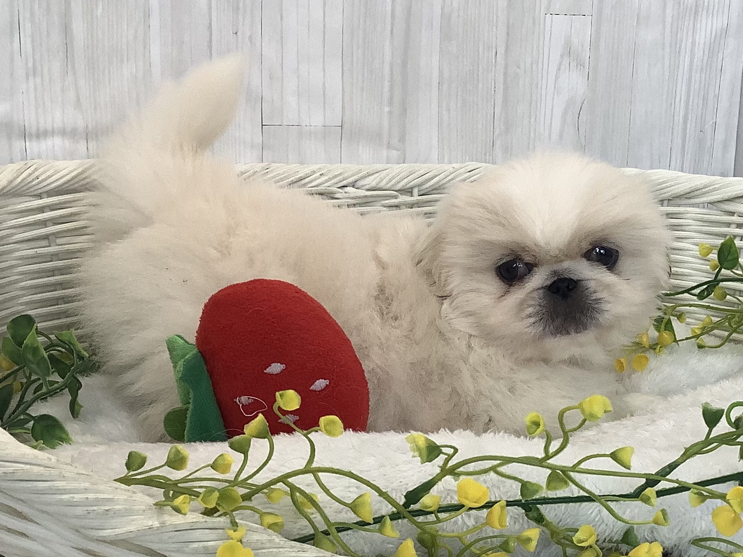 静岡県のペキニーズ (マルエスペットホームアシスト店/2026年1月4日生まれ/女の子/クリーム)の子犬の2枚目の画像