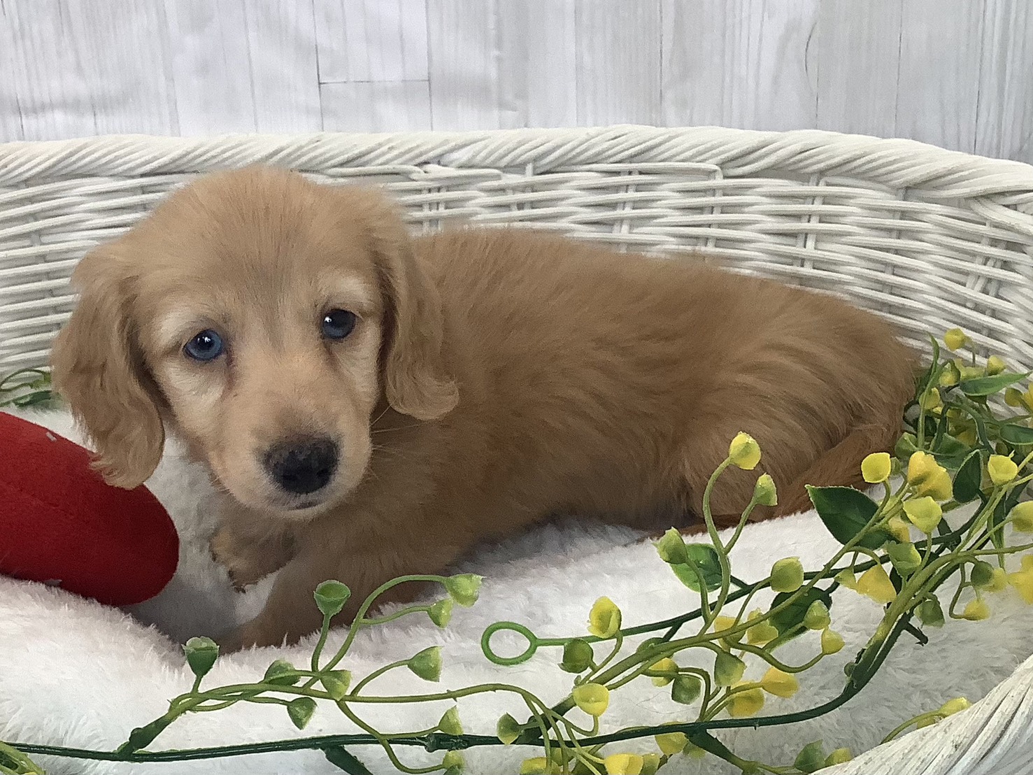 奈良県のミニチュアダックスフンド(ロング) (マルエスペット いかるが店/2026年1月3日生まれ/男の子/レッド)の子犬の3枚目の画像