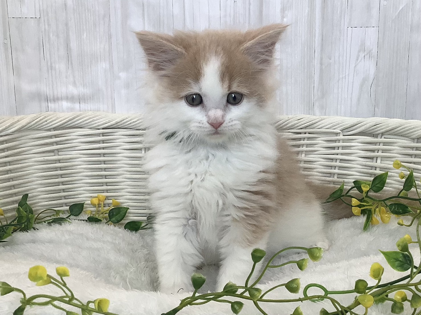 静岡県のハーフ犬・ミックス犬 (マルエスペット富士店/2026年1月7日生まれ/男の子/クリームホワイト)の子猫の1枚目の画像