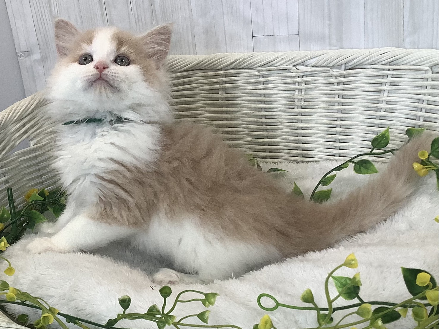 静岡県のハーフ犬・ミックス犬 (マルエスペット富士店/2026年1月7日生まれ/男の子/クリームホワイト)の子猫の3枚目の画像