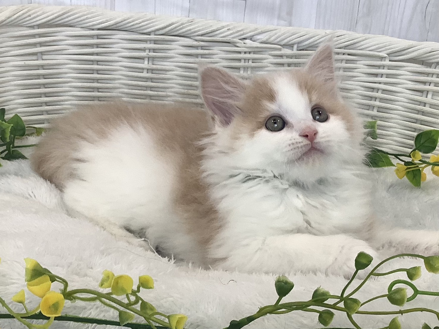 静岡県のハーフ犬・ミックス犬 (マルエスペット富士店/2026年1月7日生まれ/男の子/クリームホワイト)の子猫の2枚目の画像