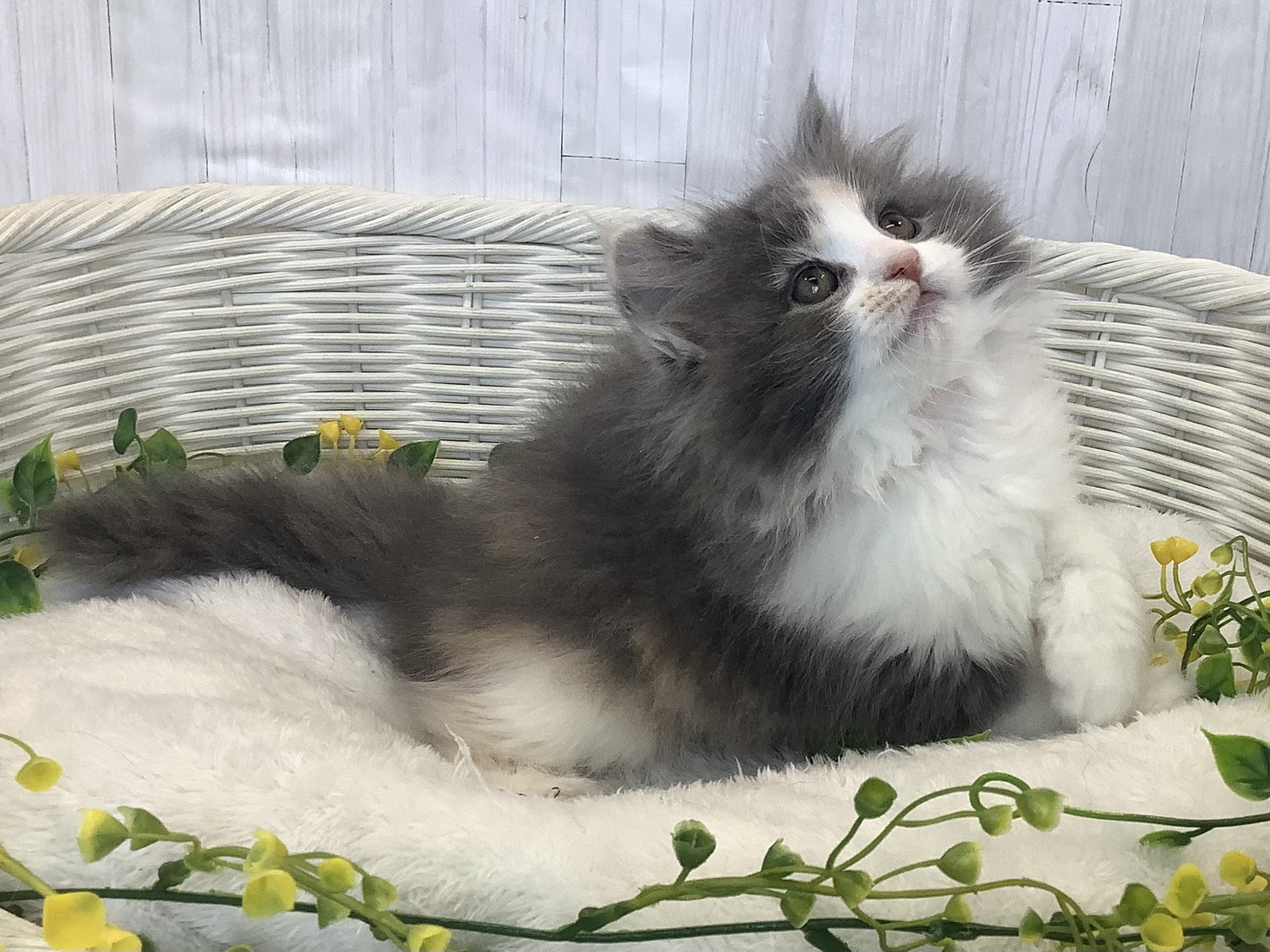 奈良県のハーフ犬・ミックス犬 (マルエスペット はんな店/2026年1月7日生まれ/女の子/ブルーパッチドタビーホワイト)の子猫の2枚目の画像