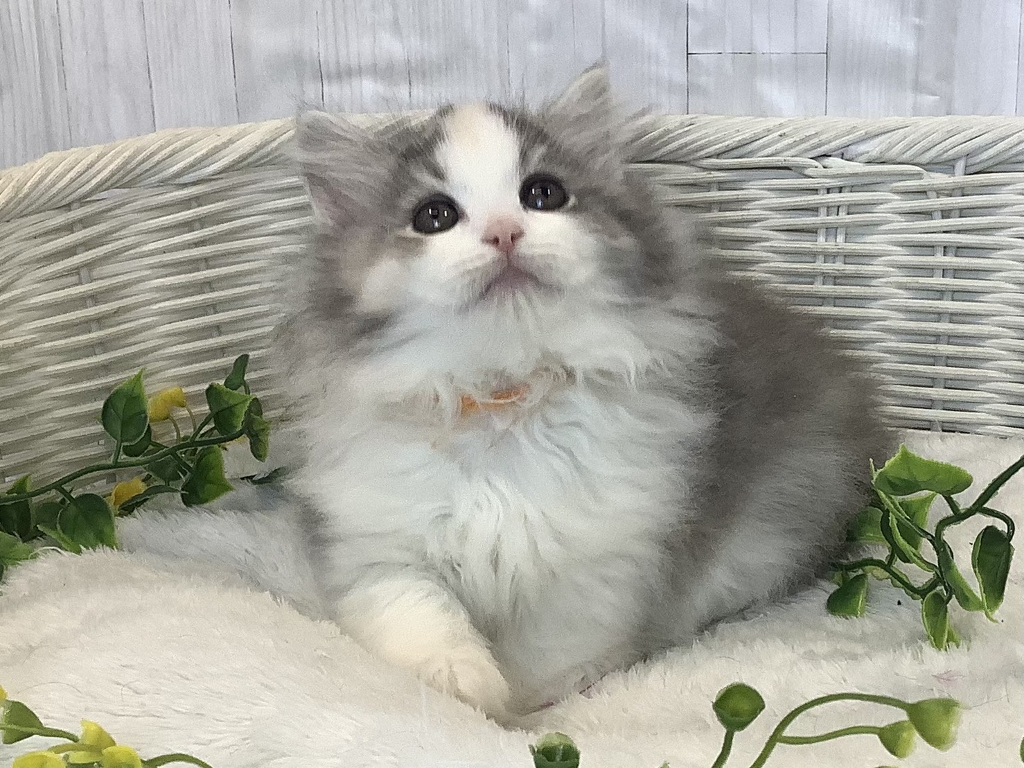 静岡県のハーフ犬・ミックス犬 (マルエスペットホームアシスト店/2026年1月7日生まれ/女の子/ブルーパッチドタビーホワイト)の子猫の2枚目の画像