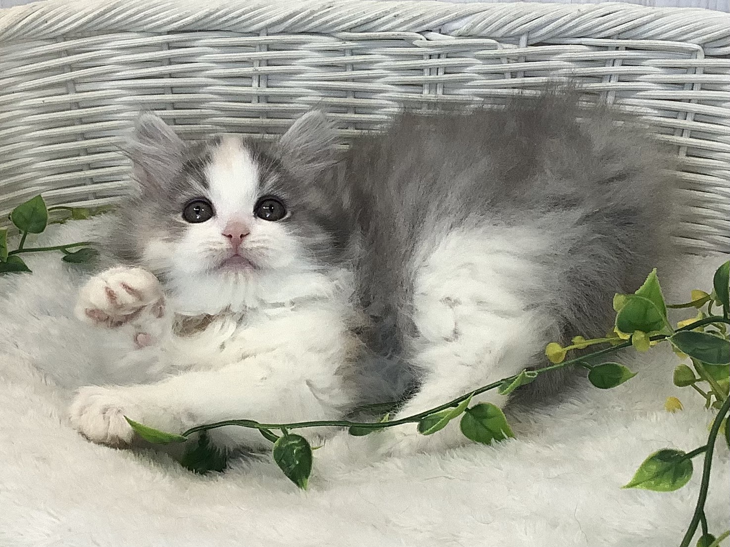 静岡県のハーフ犬・ミックス犬 (マルエスペットホームアシスト店/2026年1月7日生まれ/女の子/ブルーパッチドタビーホワイト)の子猫の3枚目の画像