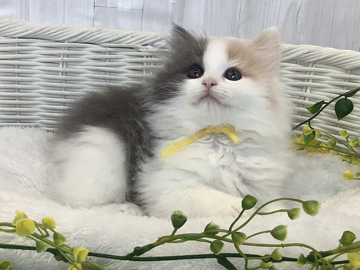 静岡県のハーフ犬・ミックス犬 (マルエスペット富士見台店/2026年1月7日生まれ/女の子/ブルーパッチドタビーホワイト)の子猫の2枚目の画像