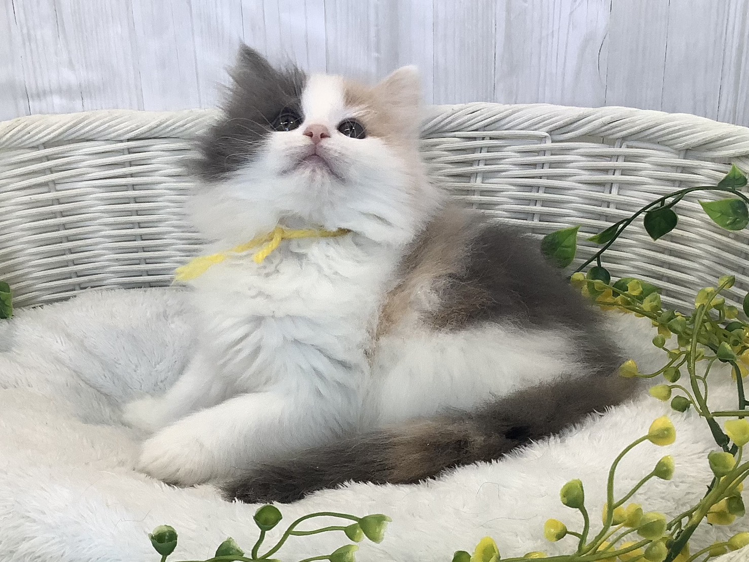 静岡県のハーフ犬・ミックス犬 (マルエスペット富士見台店/2026年1月7日生まれ/女の子/ブルーパッチドタビーホワイト)の子猫の3枚目の画像