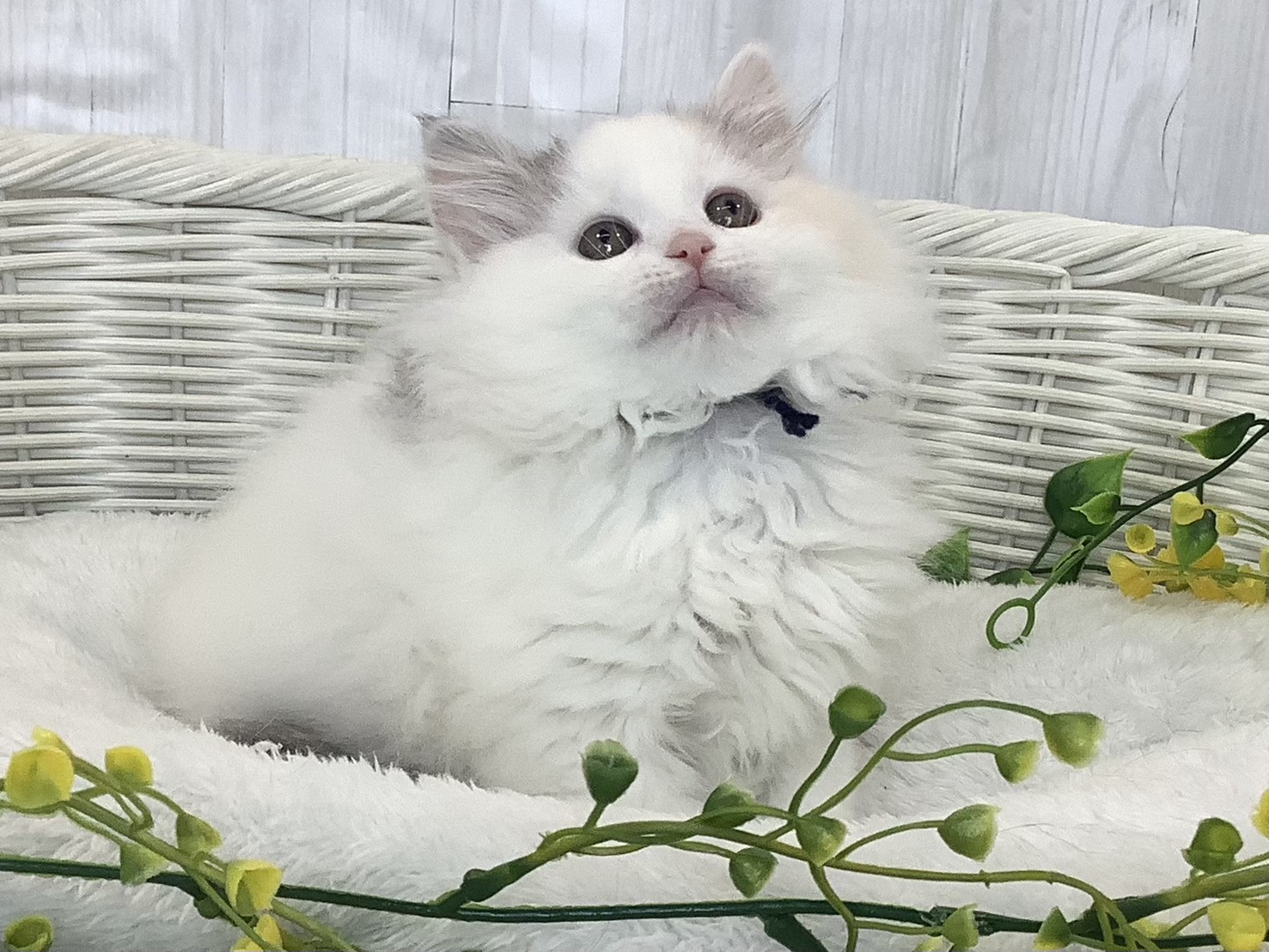 静岡県のハーフ犬・ミックス犬 (マルエスペット島田店/2026年1月7日生まれ/女の子/ブルーパッチドタビーホワイト)の子猫の2枚目の画像