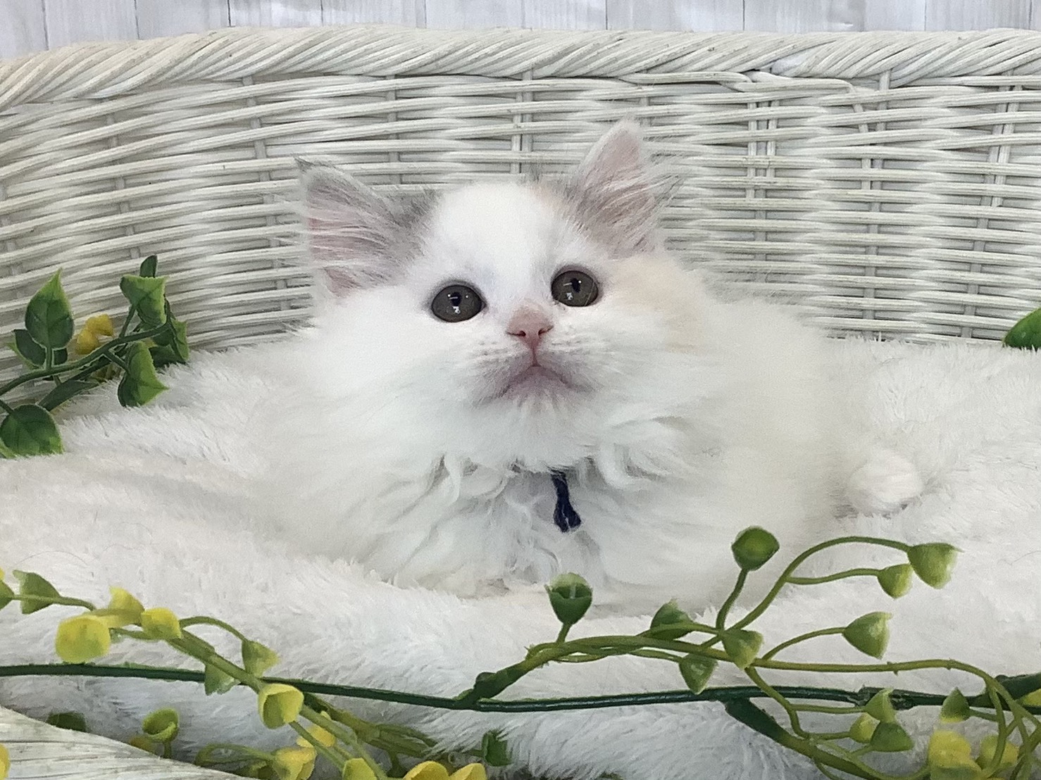 静岡県のハーフ犬・ミックス犬 (マルエスペット島田店/2026年1月7日生まれ/女の子/ブルーパッチドタビーホワイト)の子猫の1枚目の画像