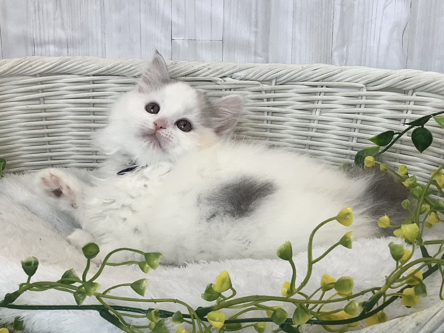 静岡県のハーフ犬・ミックス犬 (マルエスペット島田店/2026年1月7日生まれ/女の子/ブルーパッチドタビーホワイト)の子猫の3枚目の画像