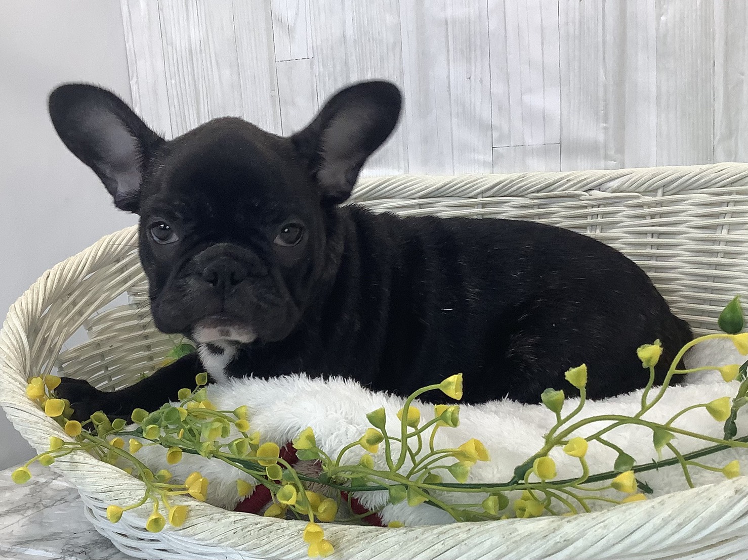 奈良県のフレンチブルドッグ (マルエスペット 押熊店/2025年12月30日生まれ/男の子/ブリンドル)の子犬の3枚目の画像