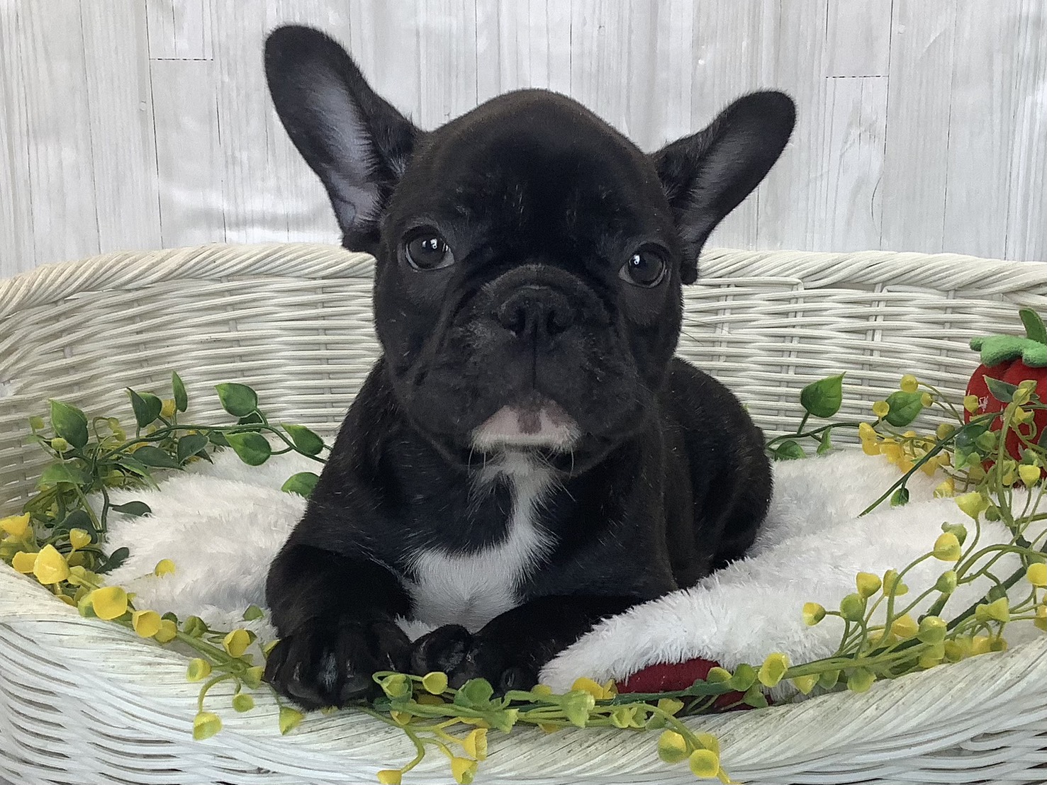奈良県のフレンチブルドッグ (マルエスペット 押熊店/2025年12月30日生まれ/男の子/ブリンドル)の子犬の1枚目の画像