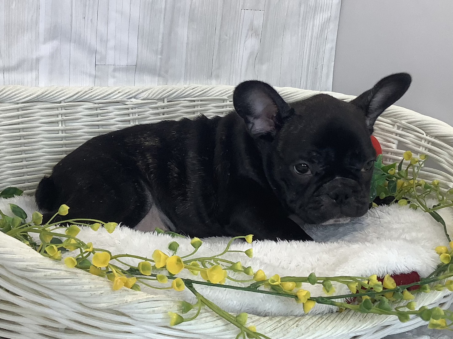 奈良県のフレンチブルドッグ (マルエスペット 押熊店/2025年12月30日生まれ/男の子/ブリンドル)の子犬の2枚目の画像