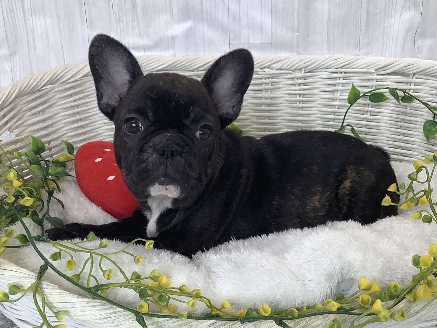 奈良県のフレンチブルドッグ (マルエスペット 富雄店/2026年1月3日生まれ/女の子/ブリンドル)の子犬の3枚目の画像