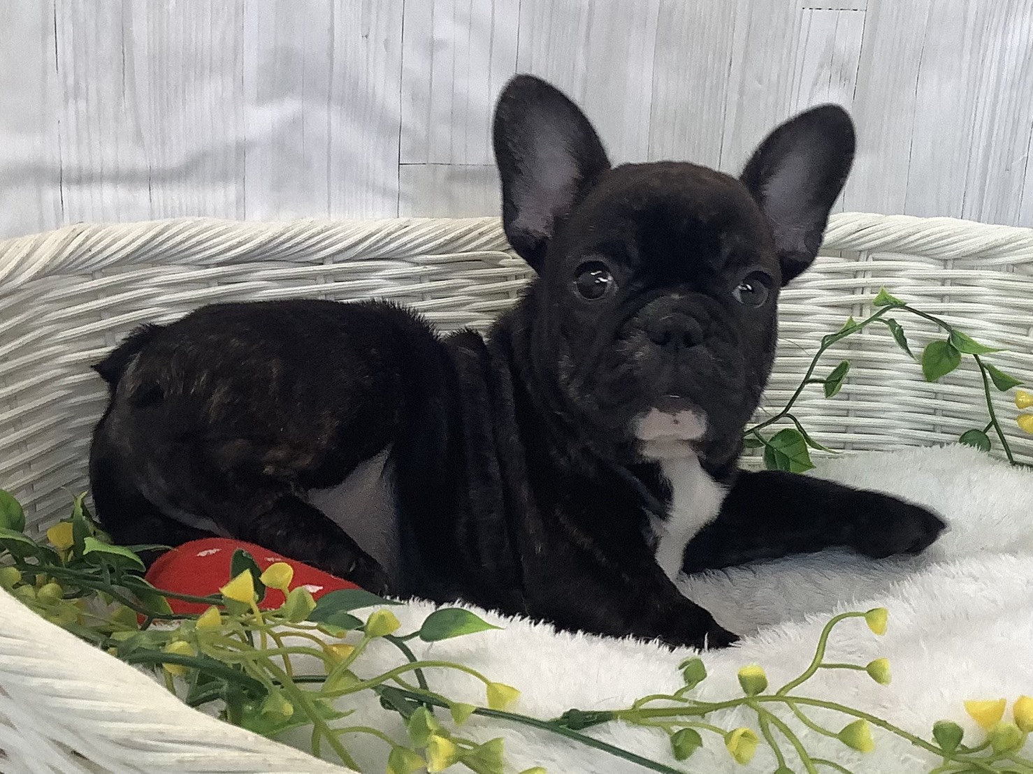 奈良県のフレンチブルドッグ (マルエスペット 富雄店/2026年1月3日生まれ/女の子/ブリンドル)の子犬の2枚目の画像