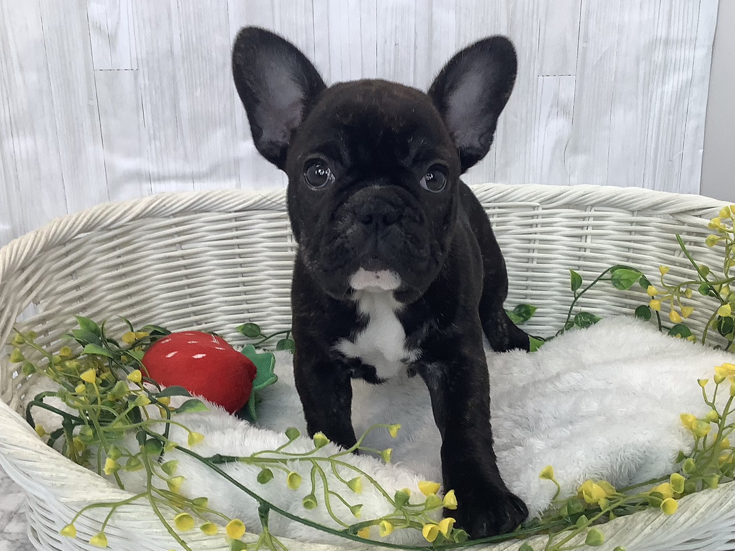 奈良県のフレンチブルドッグ (マルエスペット 富雄店/2026年1月3日生まれ/女の子/ブリンドル)の子犬の1枚目の画像