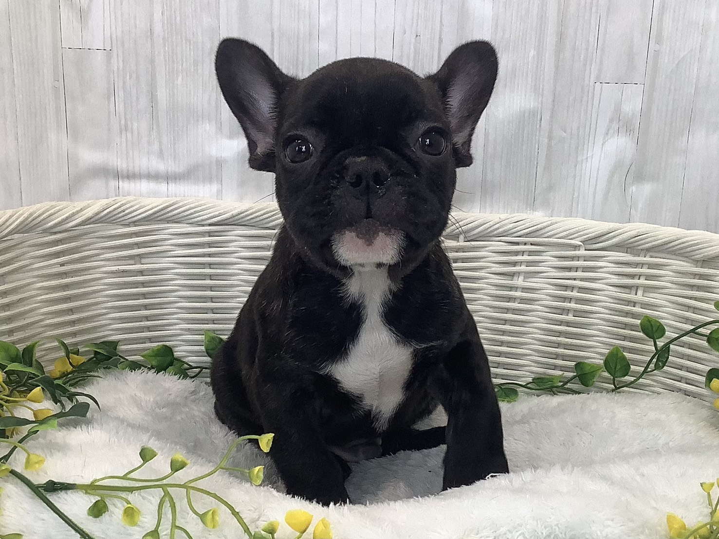 広島県のフレンチブルドッグ (マルエスペット広島段原ショッピングセンター店/2025年12月30日生まれ/男の子/ブリンドル)の子犬の1枚目の画像