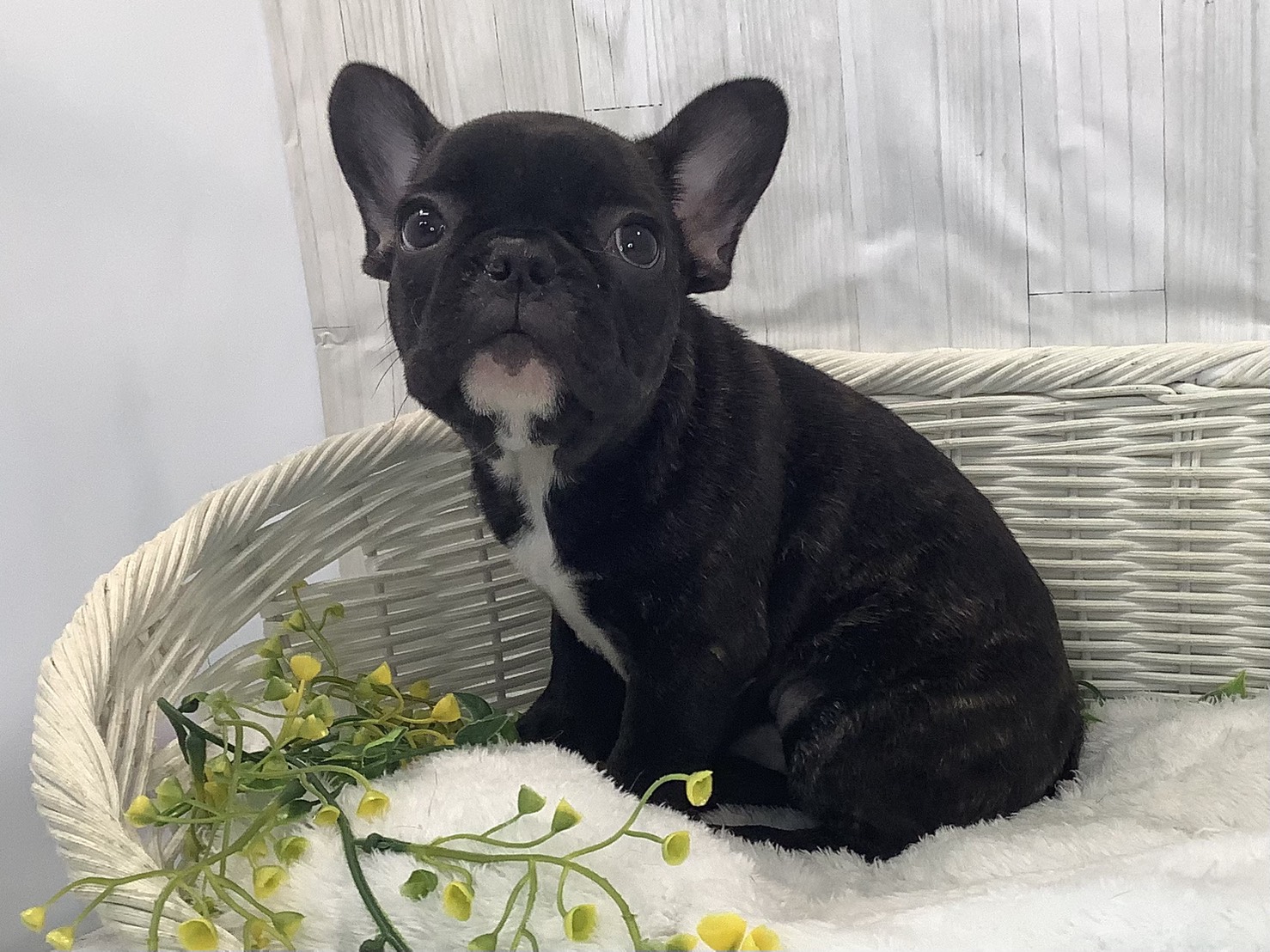 広島県のフレンチブルドッグ (マルエスペット広島段原ショッピングセンター店/2025年12月30日生まれ/男の子/ブリンドル)の子犬の3枚目の画像