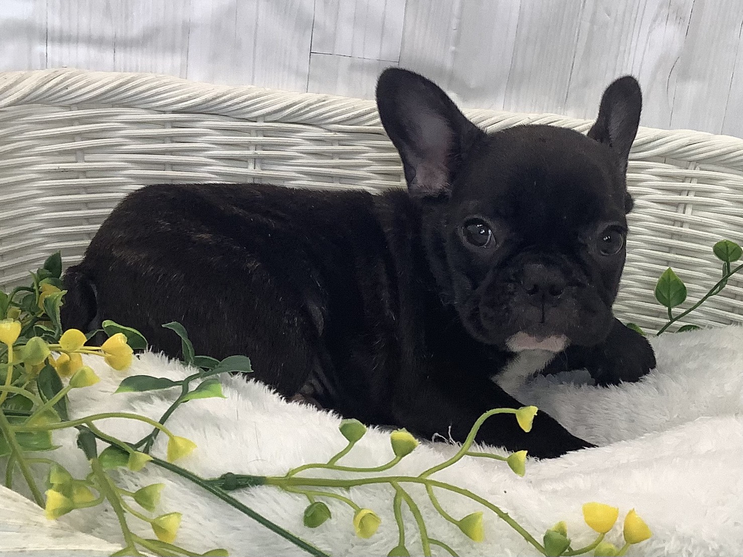 広島県のフレンチブルドッグ (マルエスペット広島段原ショッピングセンター店/2025年12月30日生まれ/男の子/ブリンドル)の子犬の2枚目の画像