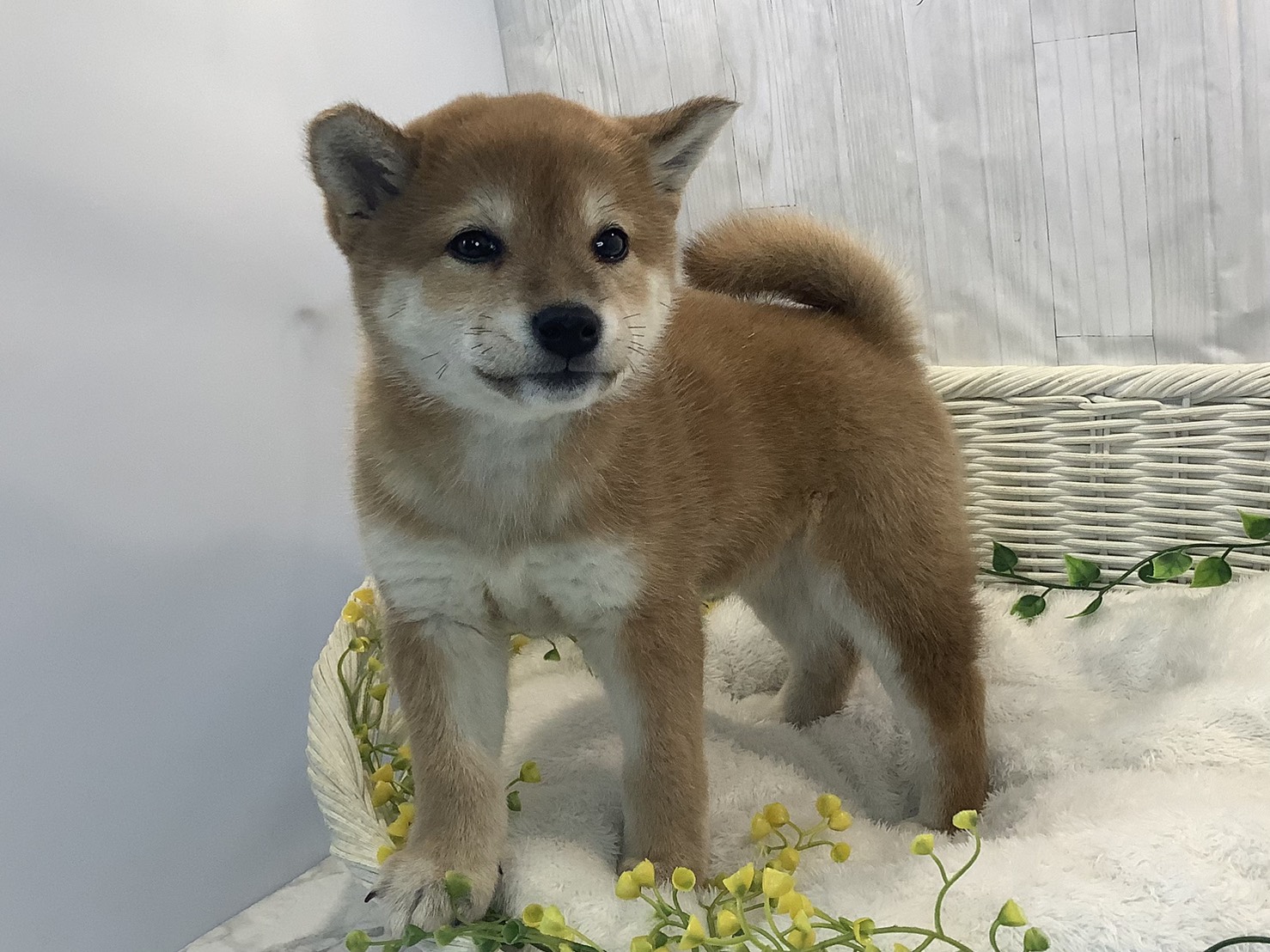 奈良県の柴犬(標準サイズ) (マルエスペット 富雄店/2026年1月12日生まれ/女の子/赤)の子犬の2枚目の画像