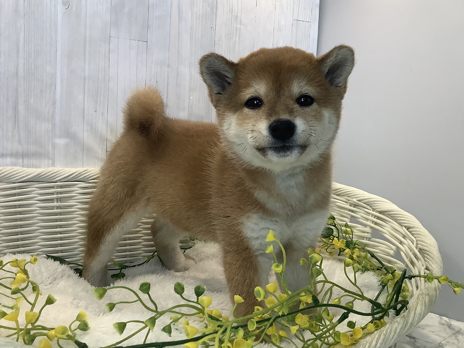 奈良県の柴犬(標準サイズ) (マルエスペット 富雄店/2026年1月12日生まれ/女の子/赤)の子犬の3枚目の画像