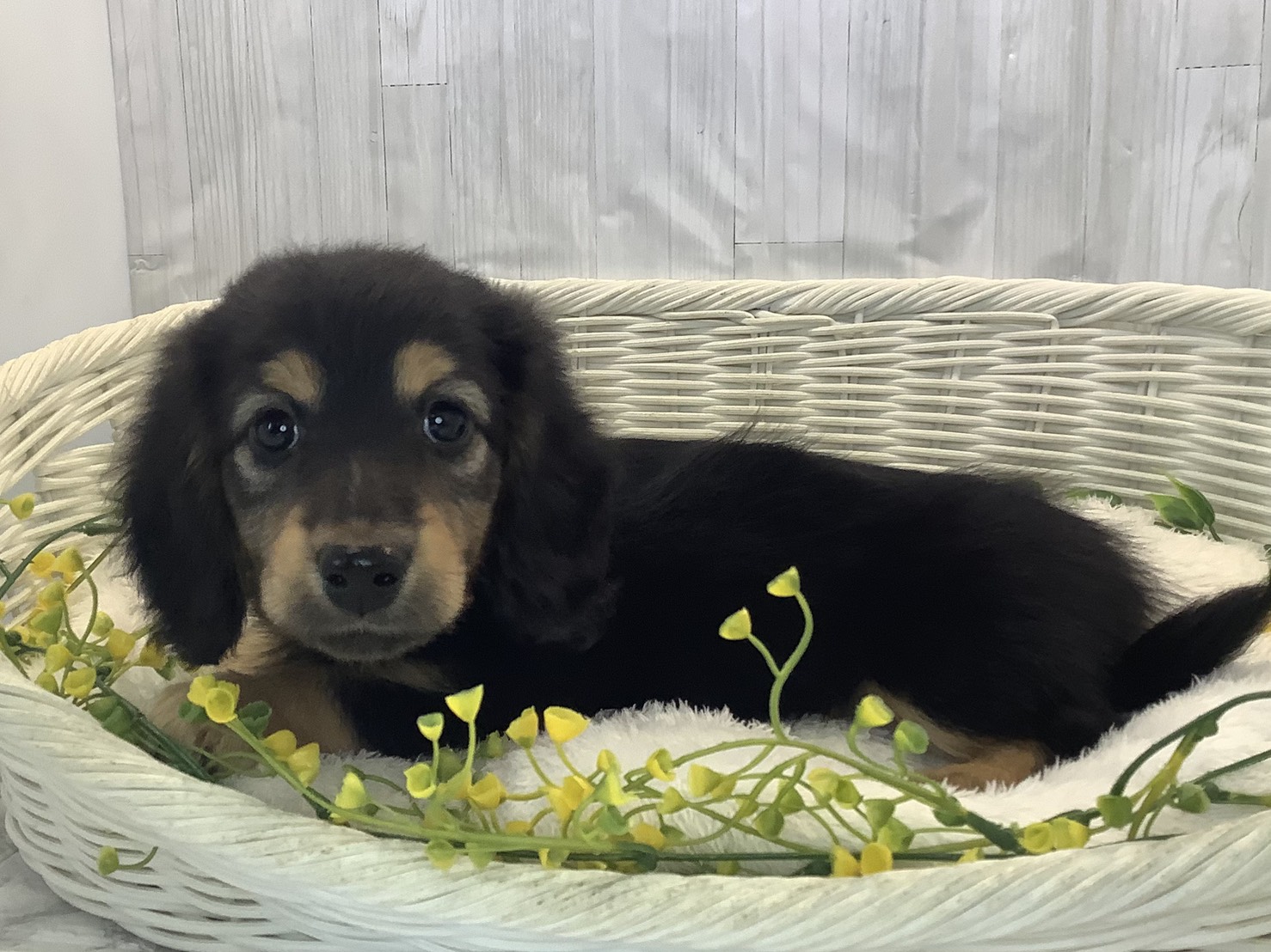 愛知県のミニチュアダックスフンド(ロング) (ペッツワン岡崎美合店/2026年1月9日生まれ/男の子/ブラックタン)の子犬の2枚目の画像