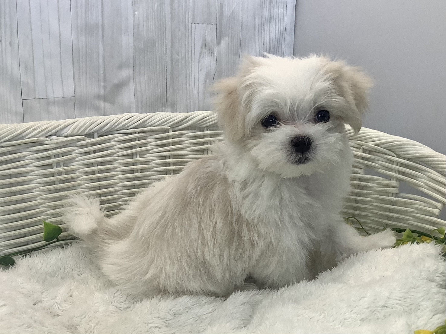 千葉県のマルチーズ (マルエスペット千鳥町店/2026年1月6日生まれ/男の子/ホワイト)の子犬の2枚目の画像