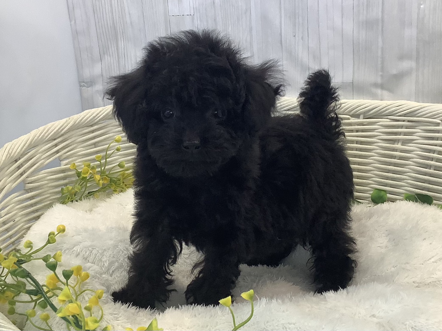 神奈川県のトイプードル(トイ) (マルエスペット相模大野店/2026年1月9日生まれ/女の子/ブラック)の子犬の2枚目の画像