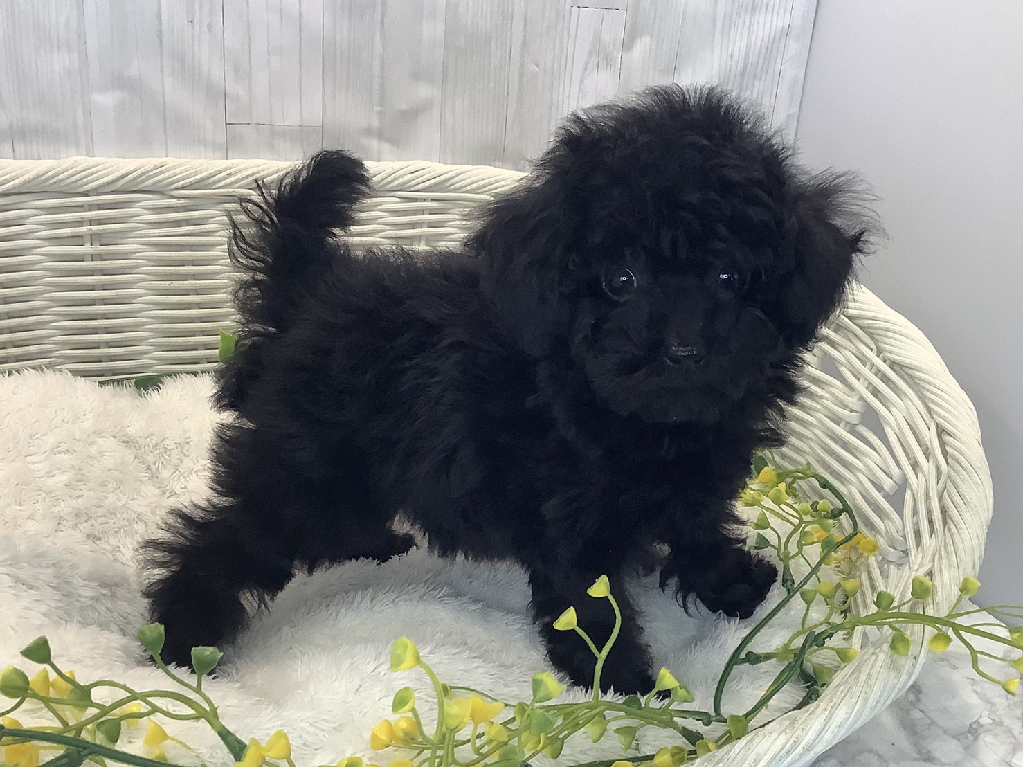 神奈川県のトイプードル(トイ) (マルエスペット相模大野店/2026年1月9日生まれ/女の子/ブラック)の子犬の3枚目の画像