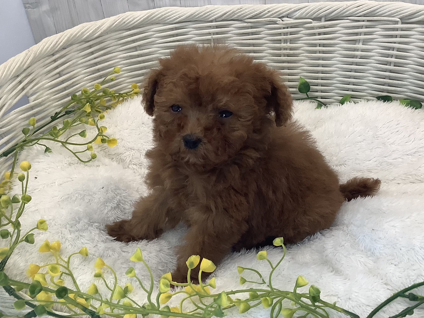 奈良県のビションプー(ビションフリーゼ×プードル) (マルエスペット はんな店/2026年1月12日生まれ/女の子/レッド)の子犬の2枚目の画像