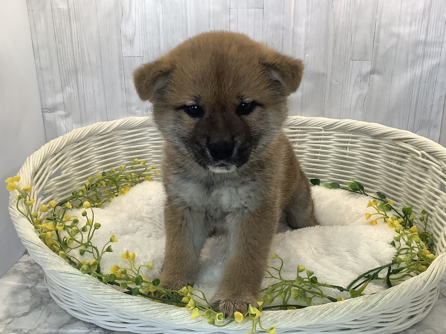 奈良県の柴犬(標準サイズ) (マルエスペット 奈良店/2026年1月11日生まれ/男の子/赤)の子犬の3枚目の画像