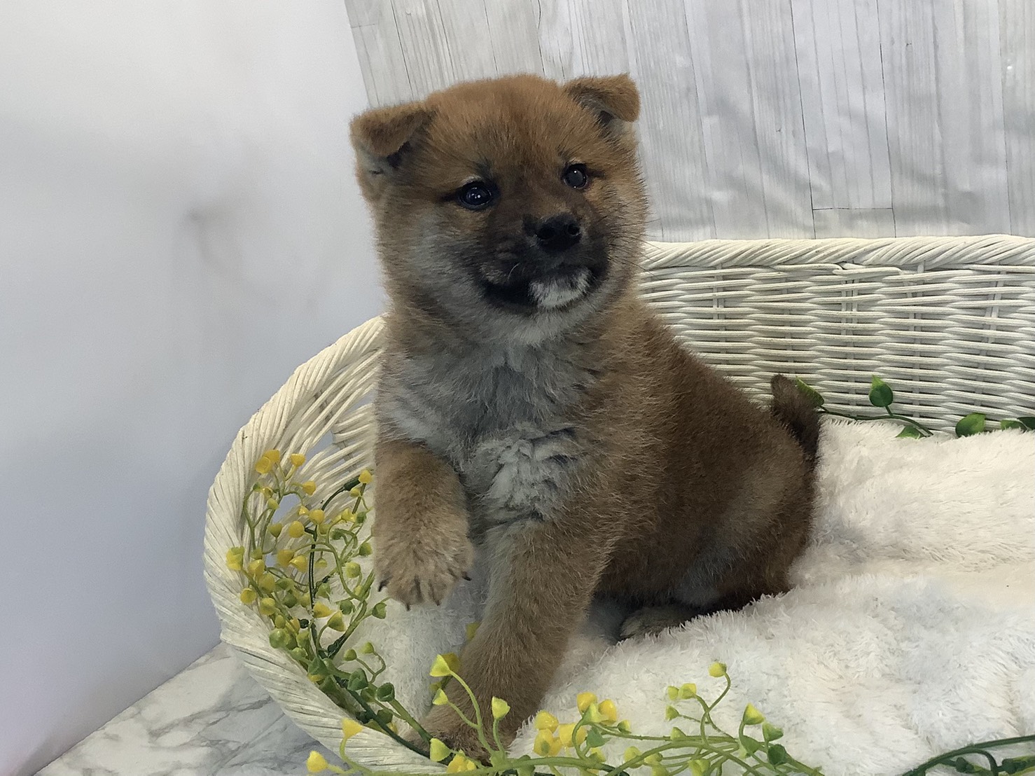 奈良県の柴犬(標準サイズ) (マルエスペット 奈良店/2026年1月11日生まれ/男の子/赤)の子犬の2枚目の画像