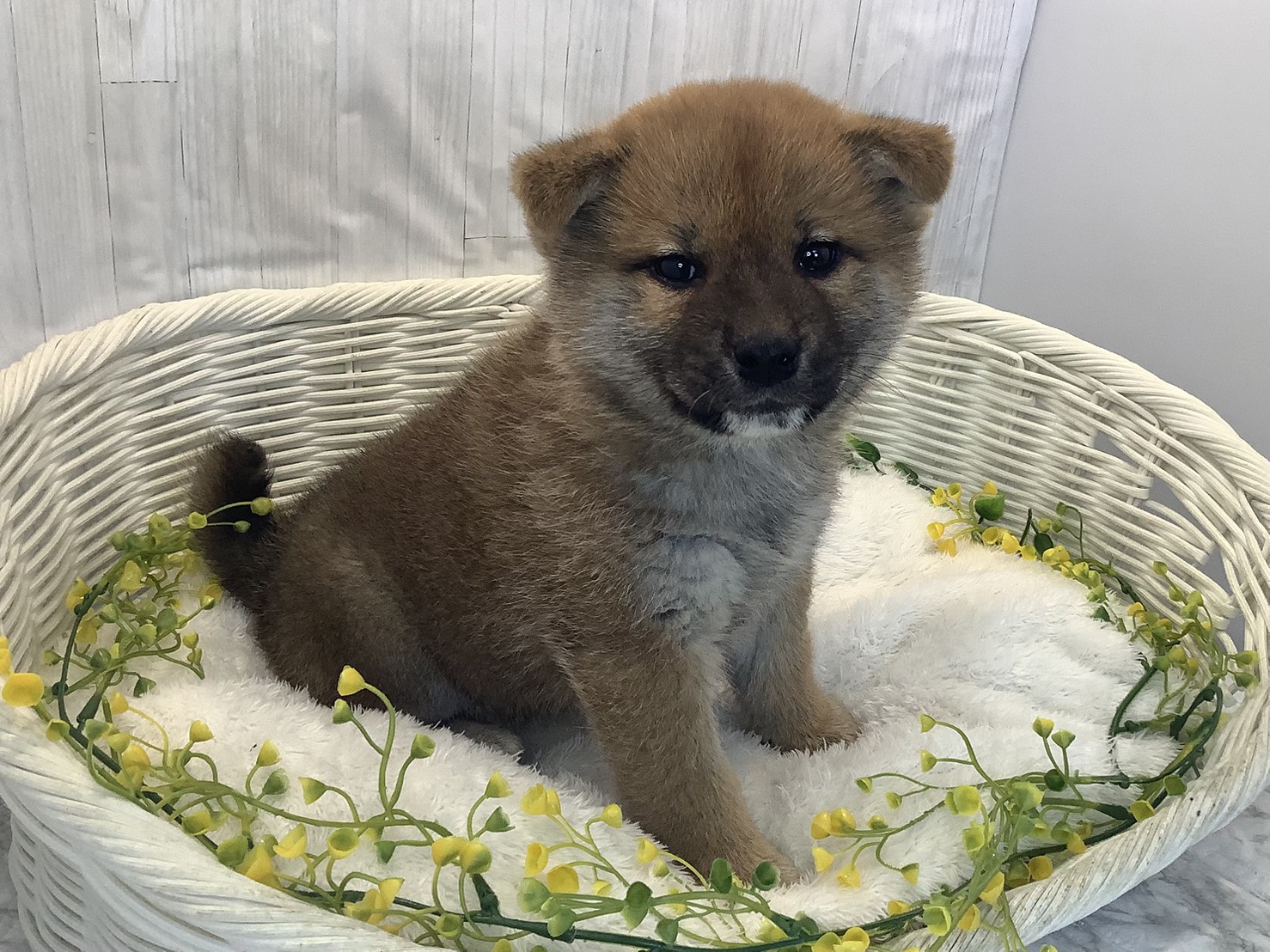 奈良県の柴犬(標準サイズ) (マルエスペット 奈良店/2026年1月11日生まれ/男の子/赤)の子犬の1枚目の画像