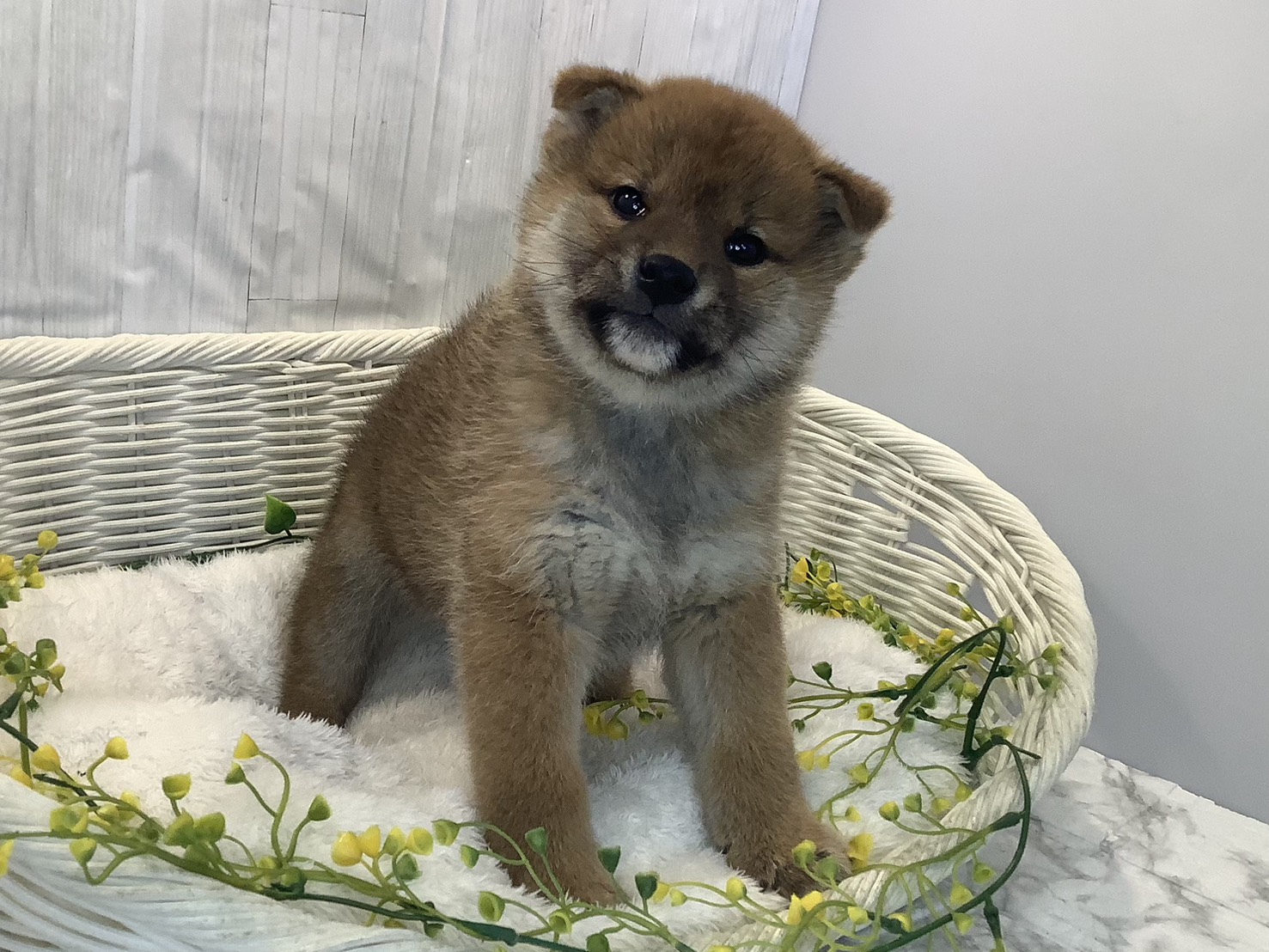 静岡県の柴犬(標準サイズ) (マルエスペット富士見台店/2026年1月11日生まれ/男の子/赤)の子犬の2枚目の画像