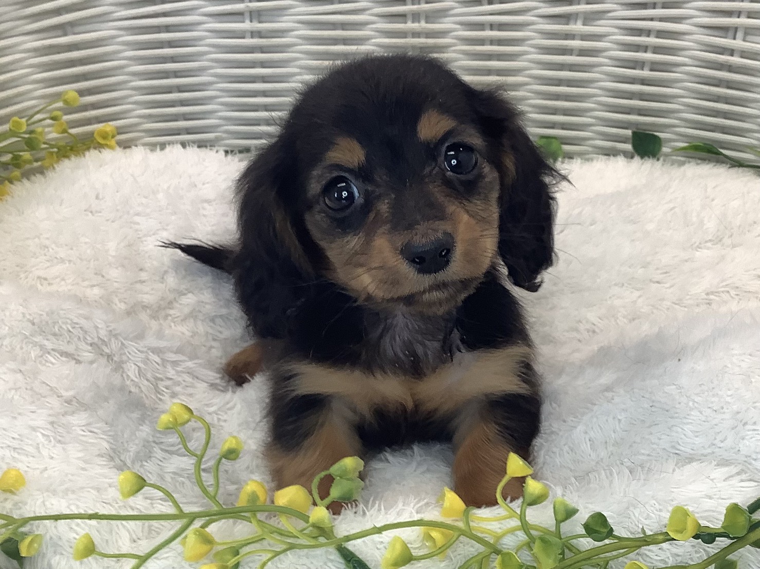 千葉県のカニンヘンダックスフンド(ロング) (マルエスペット千鳥町店/2026年1月11日生まれ/女の子/ブラックタン)の子犬の1枚目の画像