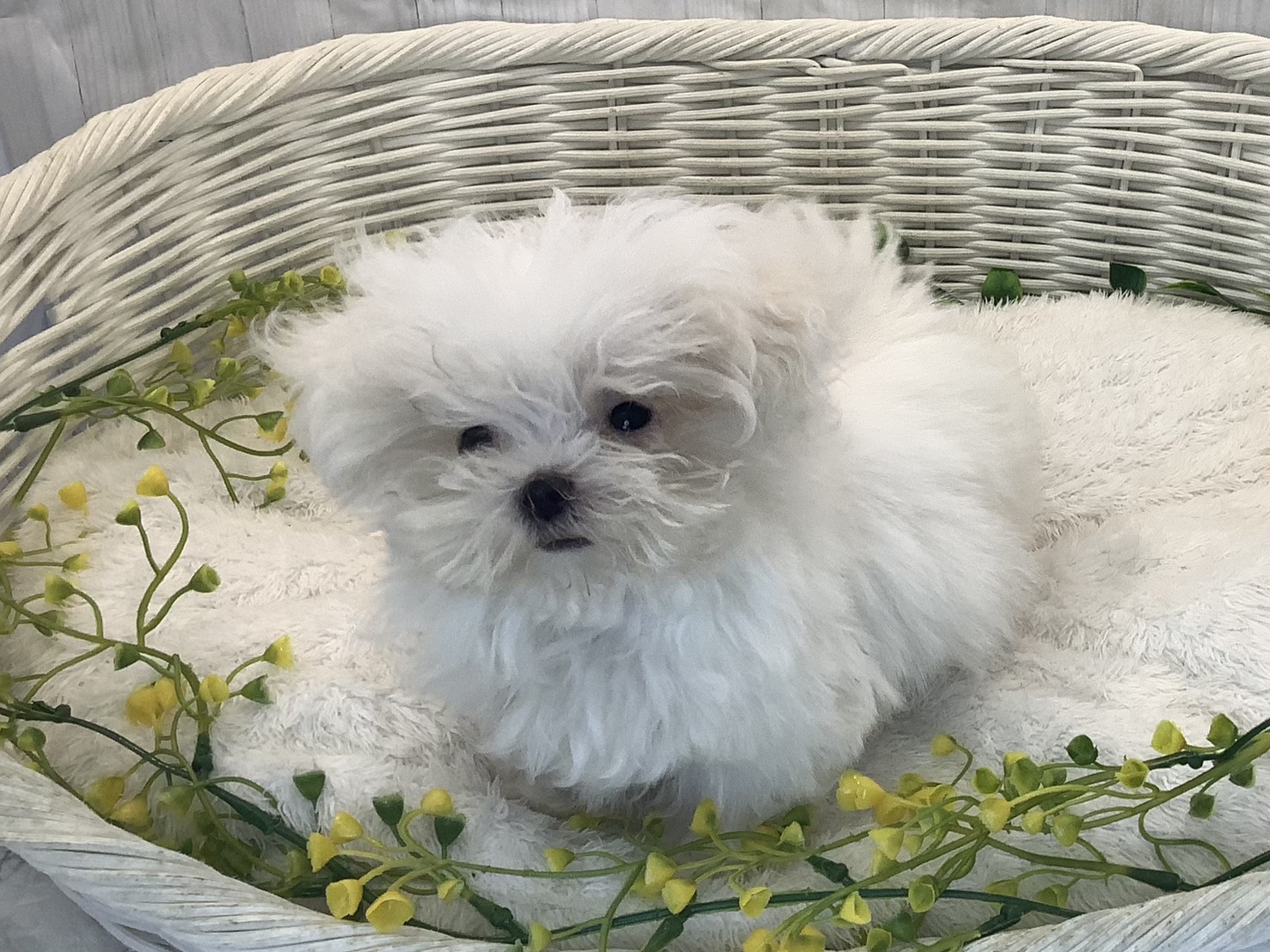 奈良県のマルチーズ (マルエスペット いかるが店/2025年12月25日生まれ/女の子/ホワイト)の子犬の3枚目の画像
