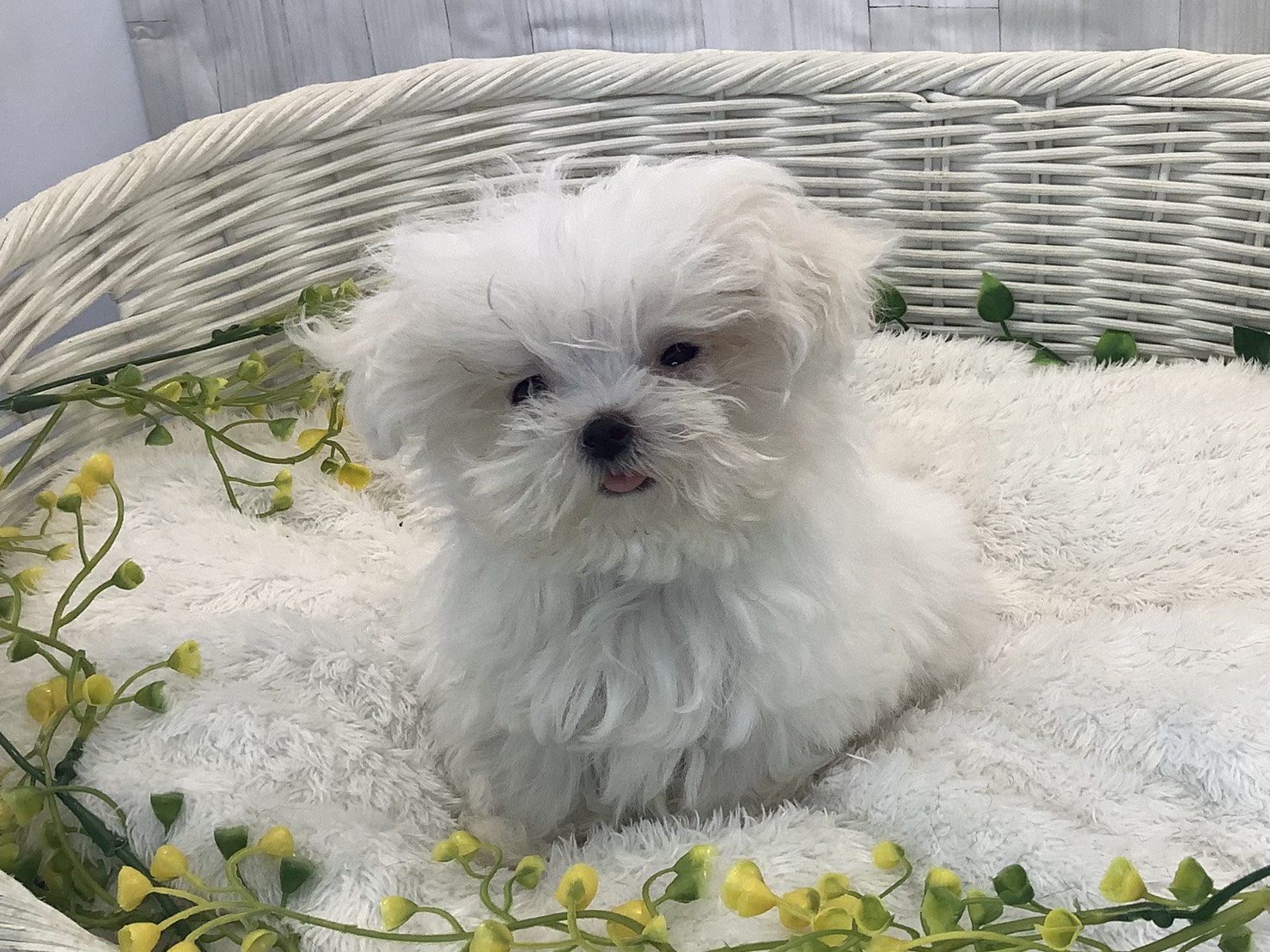 奈良県のマルチーズ (マルエスペット いかるが店/2025年12月25日生まれ/女の子/ホワイト)の子犬の2枚目の画像