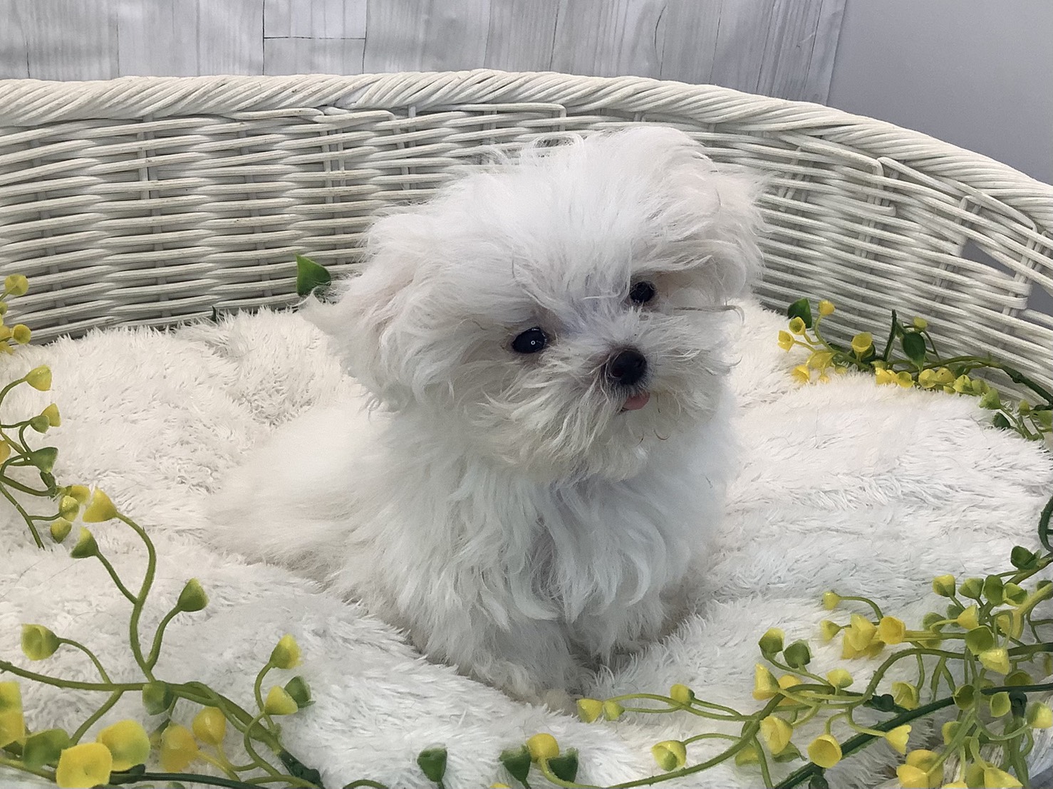 奈良県のマルチーズ (マルエスペット いかるが店/2025年12月25日生まれ/女の子/ホワイト)の子犬の1枚目の画像