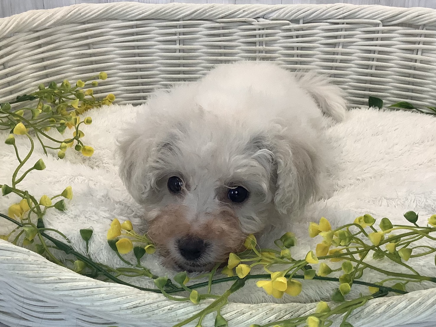 奈良県のビションフリーゼ (マルエスペット 押熊店/2026年1月9日生まれ/女の子/ホワイト)の子犬の2枚目の画像