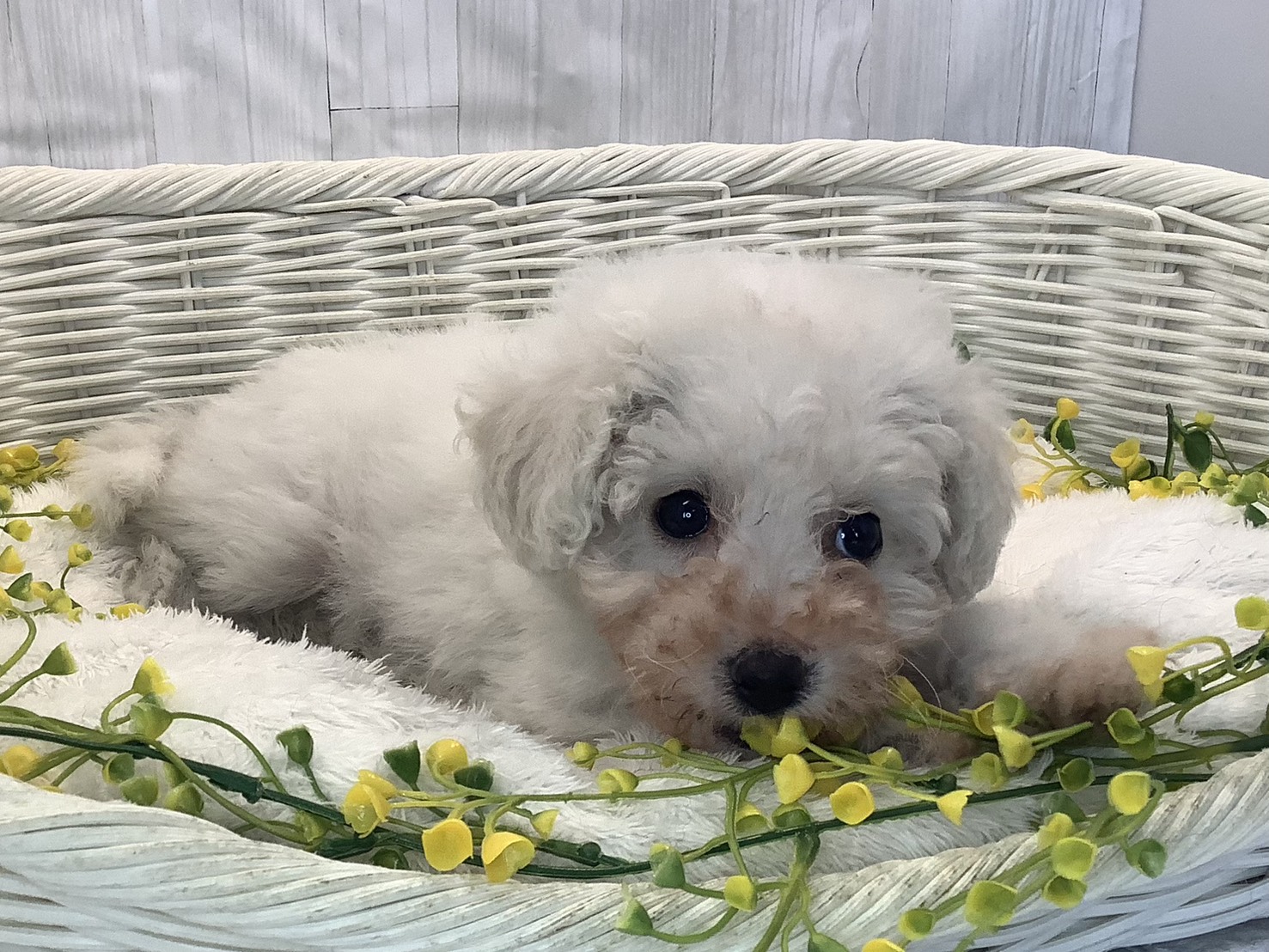 奈良県のビションフリーゼ (マルエスペット 押熊店/2026年1月9日生まれ/女の子/ホワイト)の子犬の3枚目の画像