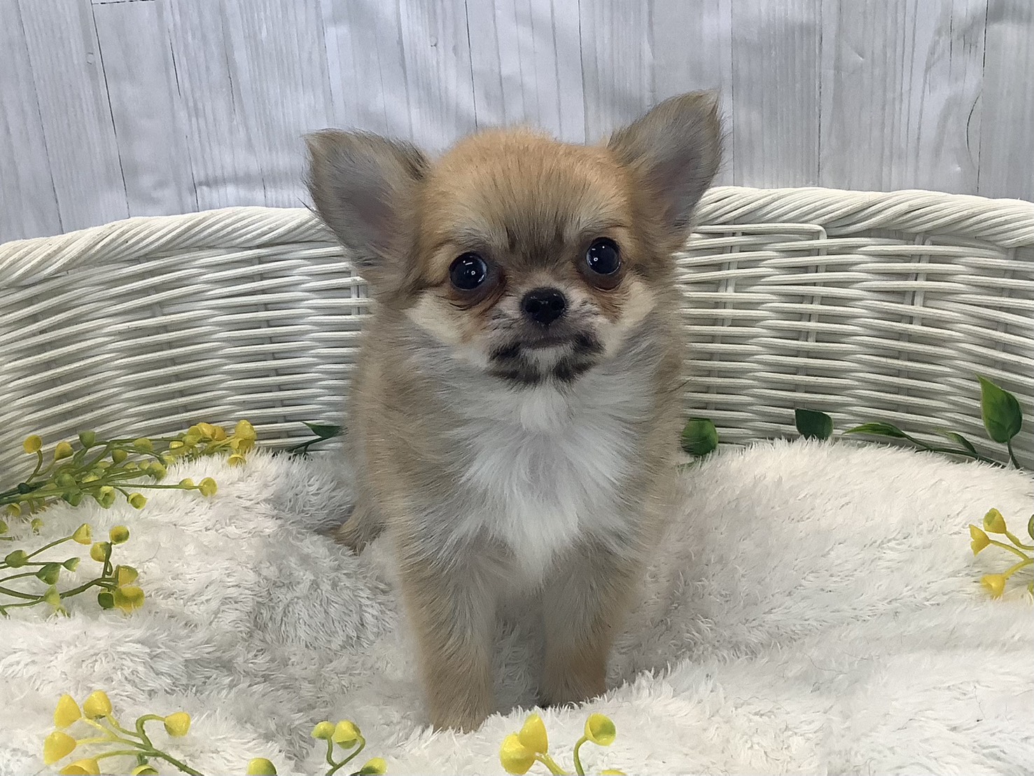 千葉県のチワワ(ロング) (マルエスペット千鳥町店/2026年1月3日生まれ/男の子/フォーン)の子犬の1枚目の画像