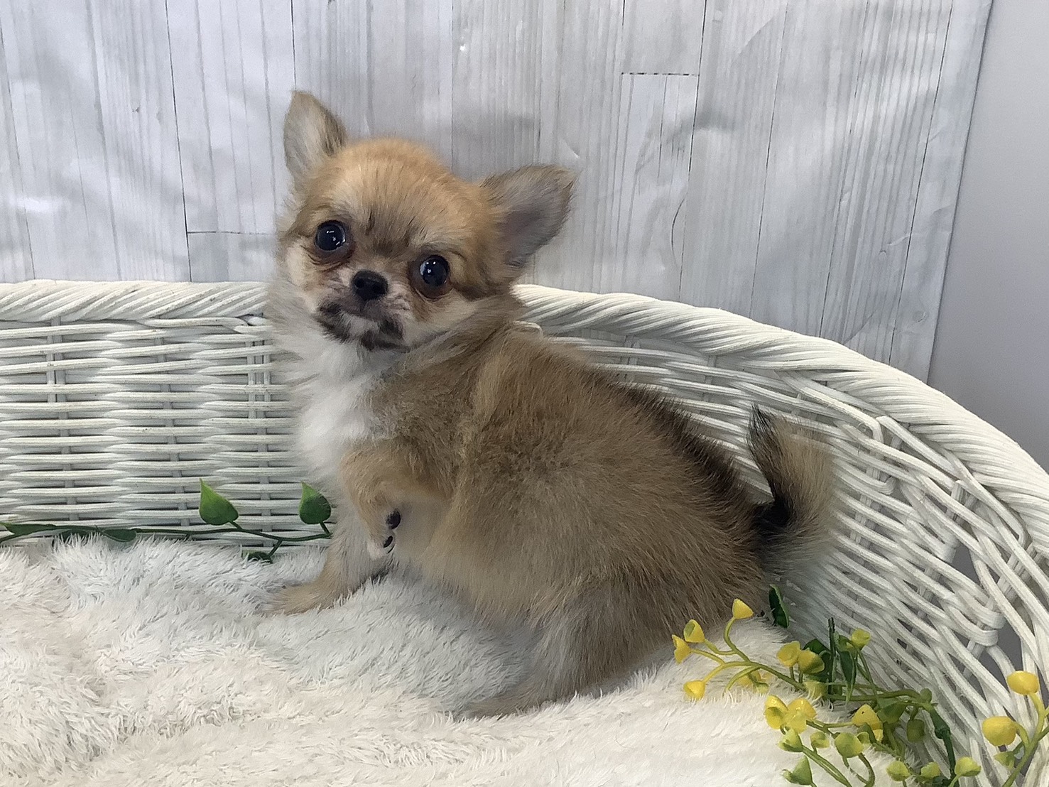 千葉県のチワワ(ロング) (マルエスペット千鳥町店/2026年1月3日生まれ/男の子/フォーン)の子犬の2枚目の画像