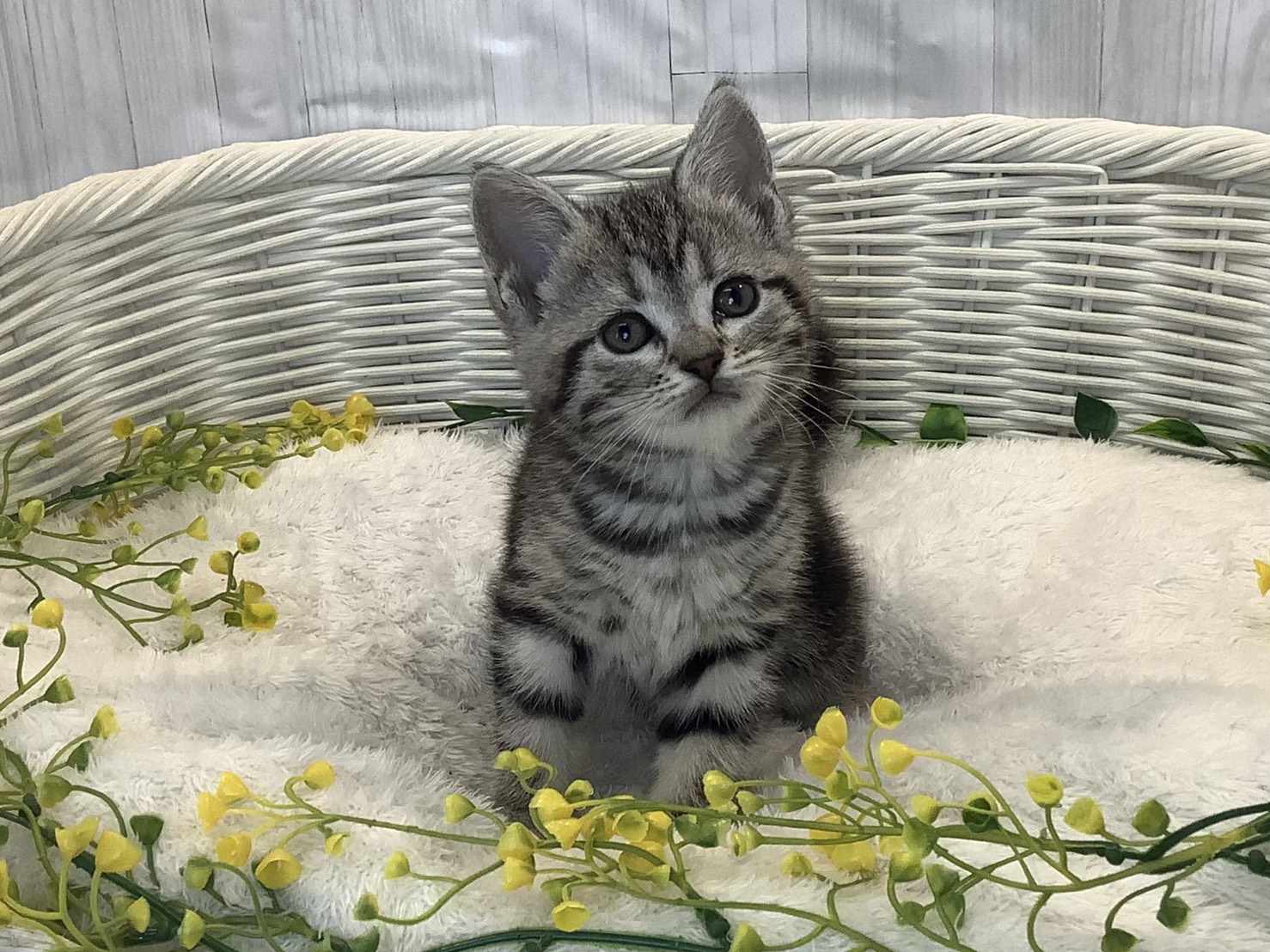 愛知県のアメリカンショートヘアー (ペッツワン稲沢ハーモニーランド店/2026年1月11日生まれ/女の子/シルバーパッチドタビー)の子猫の1枚目の画像