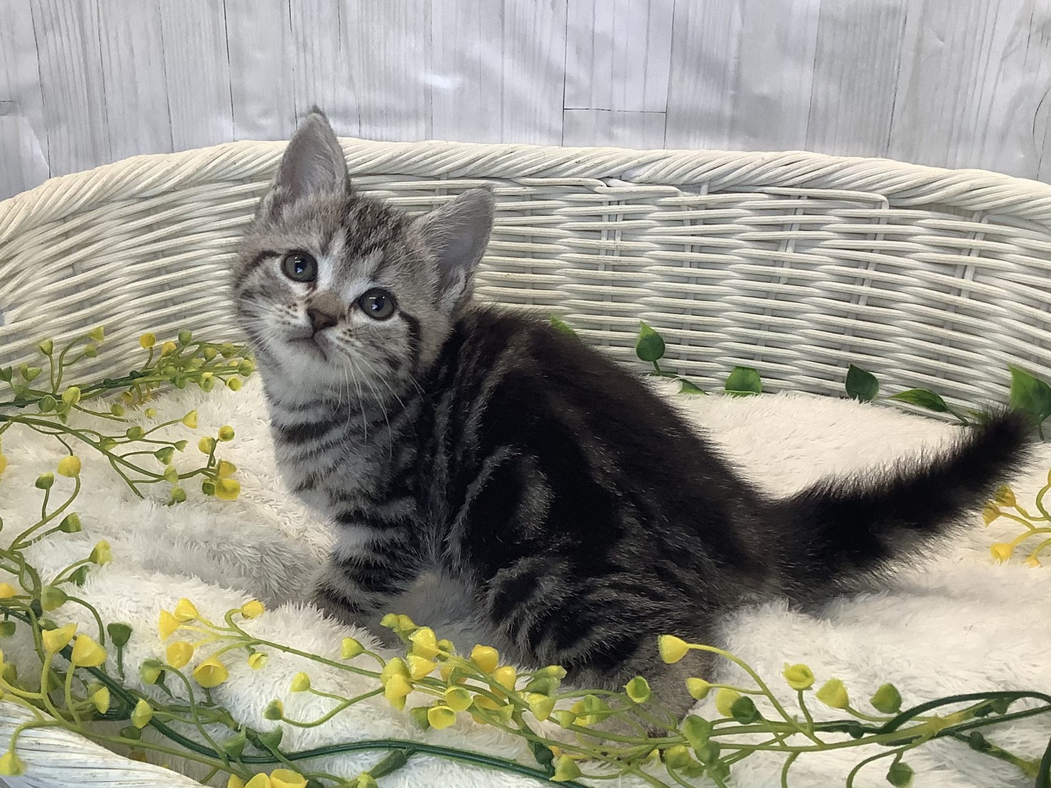 愛知県のアメリカンショートヘアー (ペッツワン稲沢ハーモニーランド店/2026年1月11日生まれ/女の子/シルバーパッチドタビー)の子猫の2枚目の画像