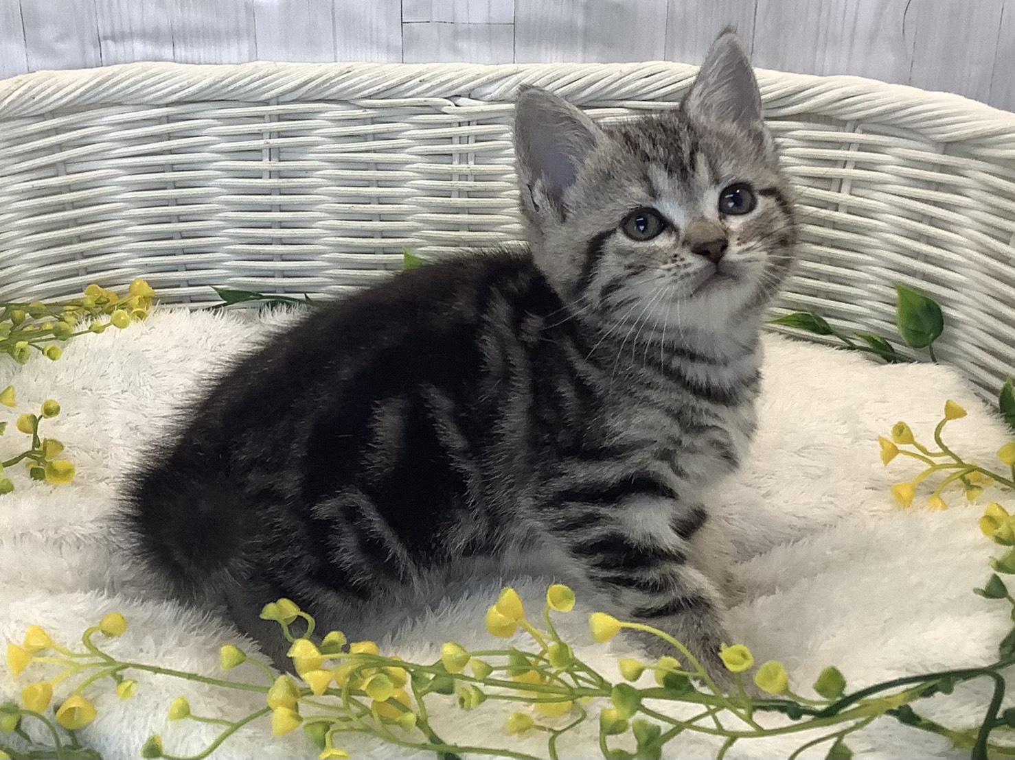 愛知県のアメリカンショートヘアー (ペッツワン稲沢ハーモニーランド店/2026年1月11日生まれ/女の子/シルバーパッチドタビー)の子猫の3枚目の画像