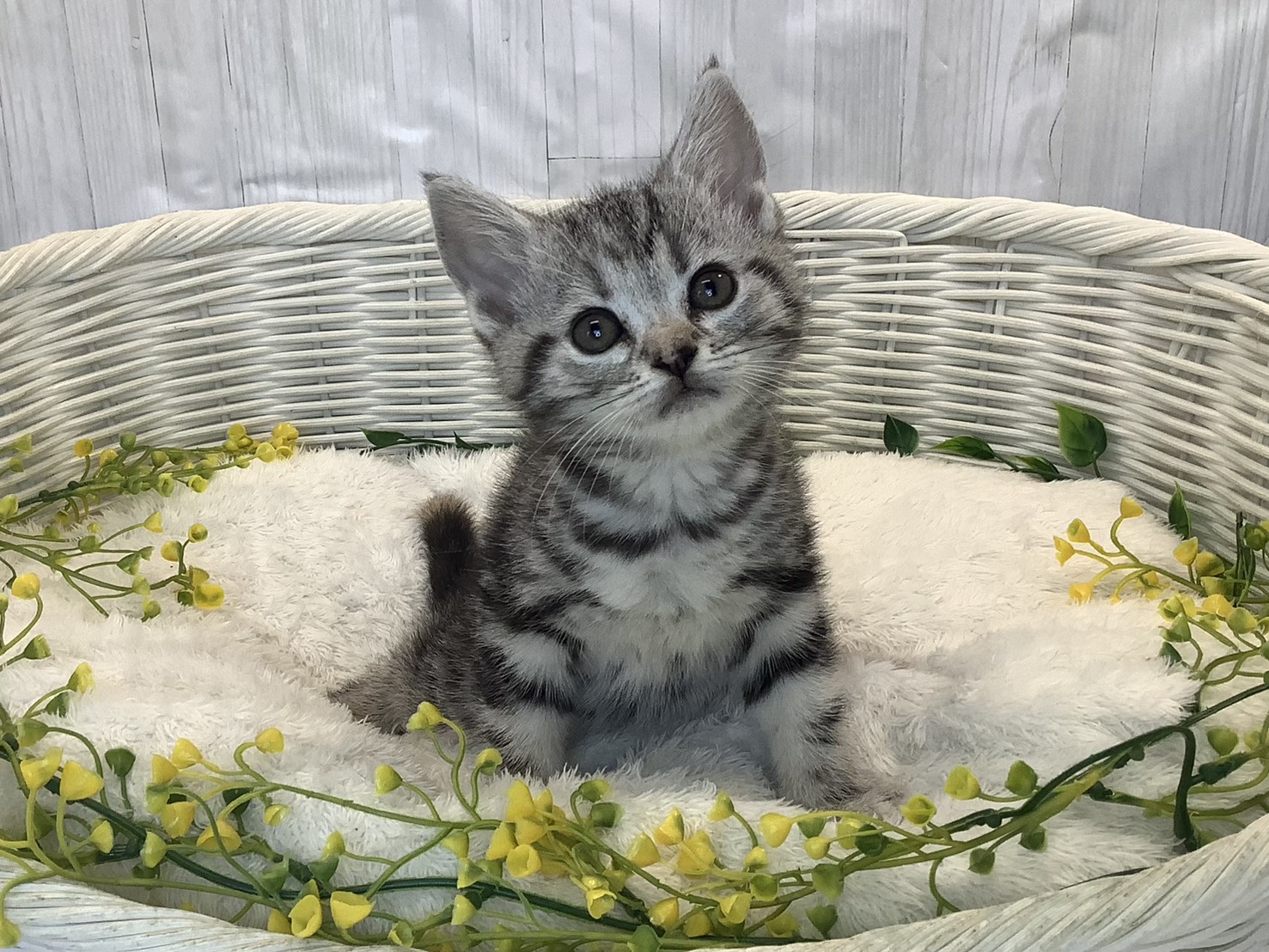 奈良県のアメリカンショートヘアー (マルエスペット いかるが店/2026年1月11日生まれ/女の子/シルバーパッチドタビー)の子猫の1枚目の画像