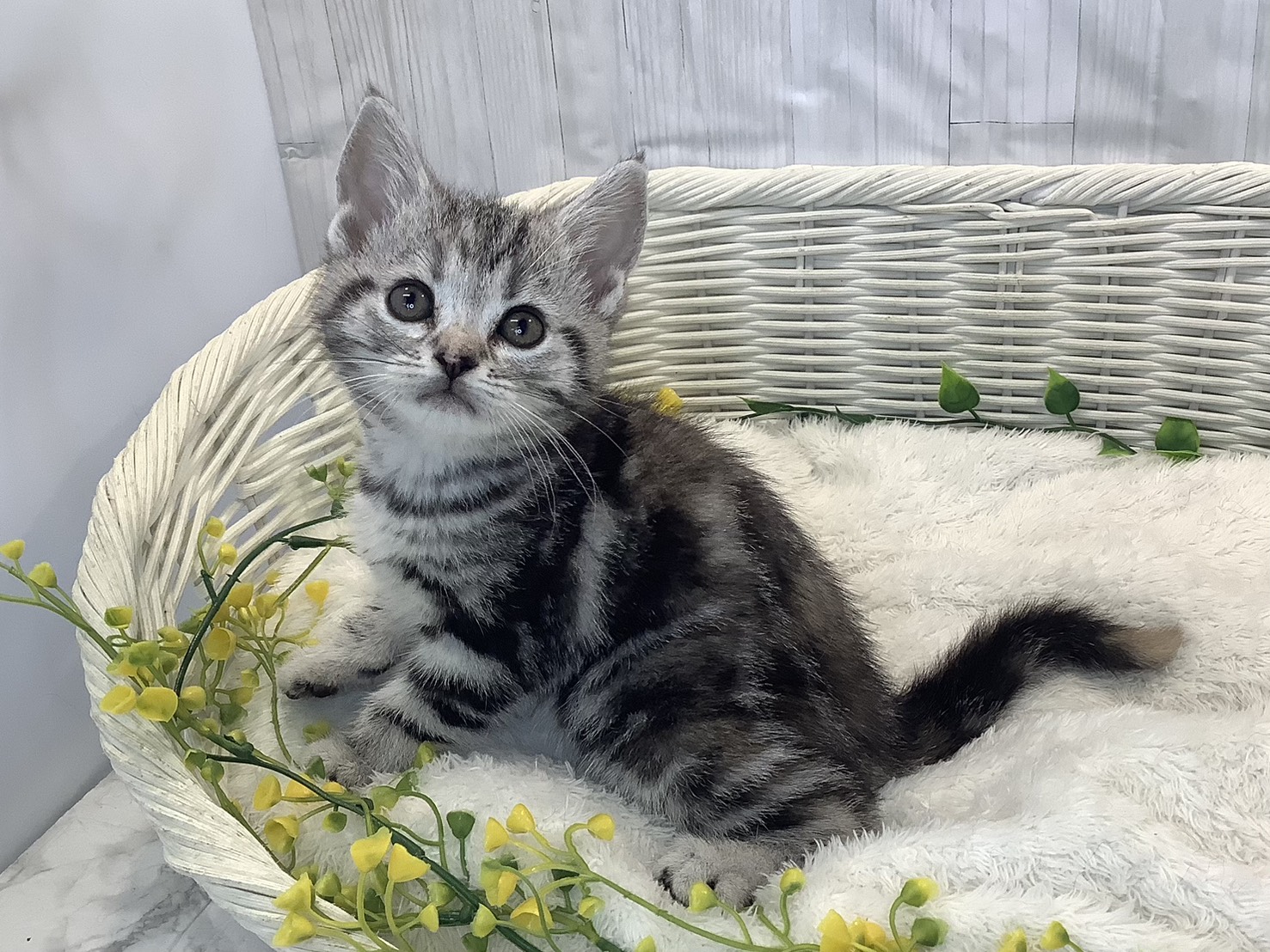 奈良県のアメリカンショートヘアー (マルエスペット いかるが店/2026年1月11日生まれ/女の子/シルバーパッチドタビー)の子猫の2枚目の画像