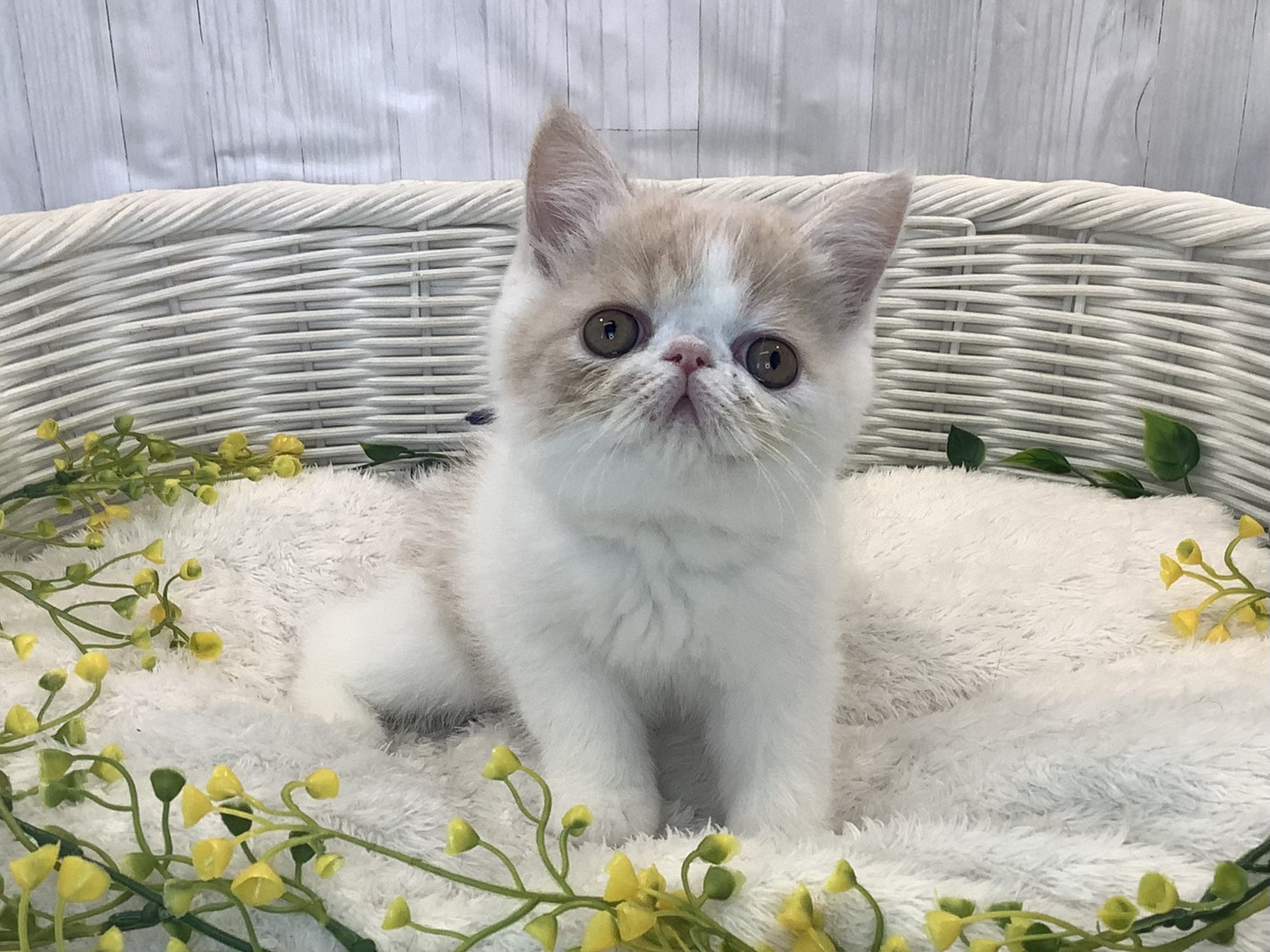 静岡県のエキゾチック (マルエスペットホームアシスト店/2026年1月14日生まれ/男の子/クリームタビーホワイト)の子猫の1枚目の画像